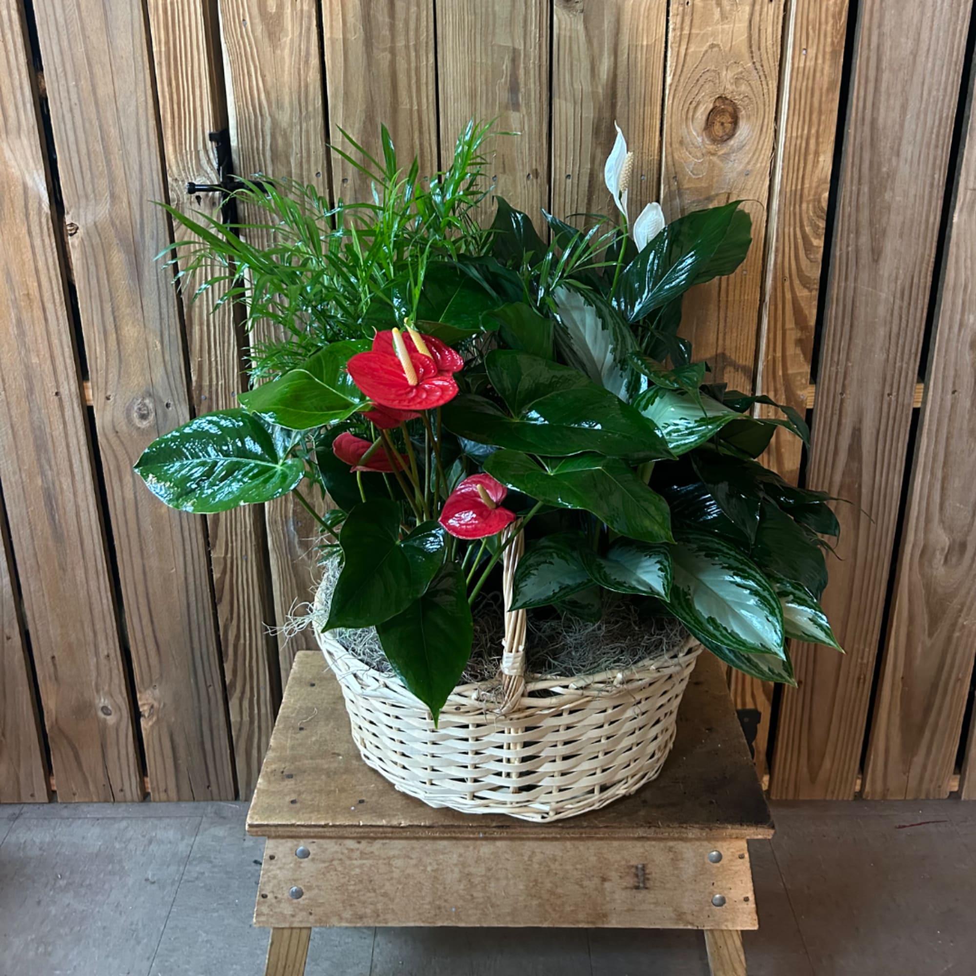 Basket arrangement with red anthuriums, white spathiphyllum blooms, and glossy green plants