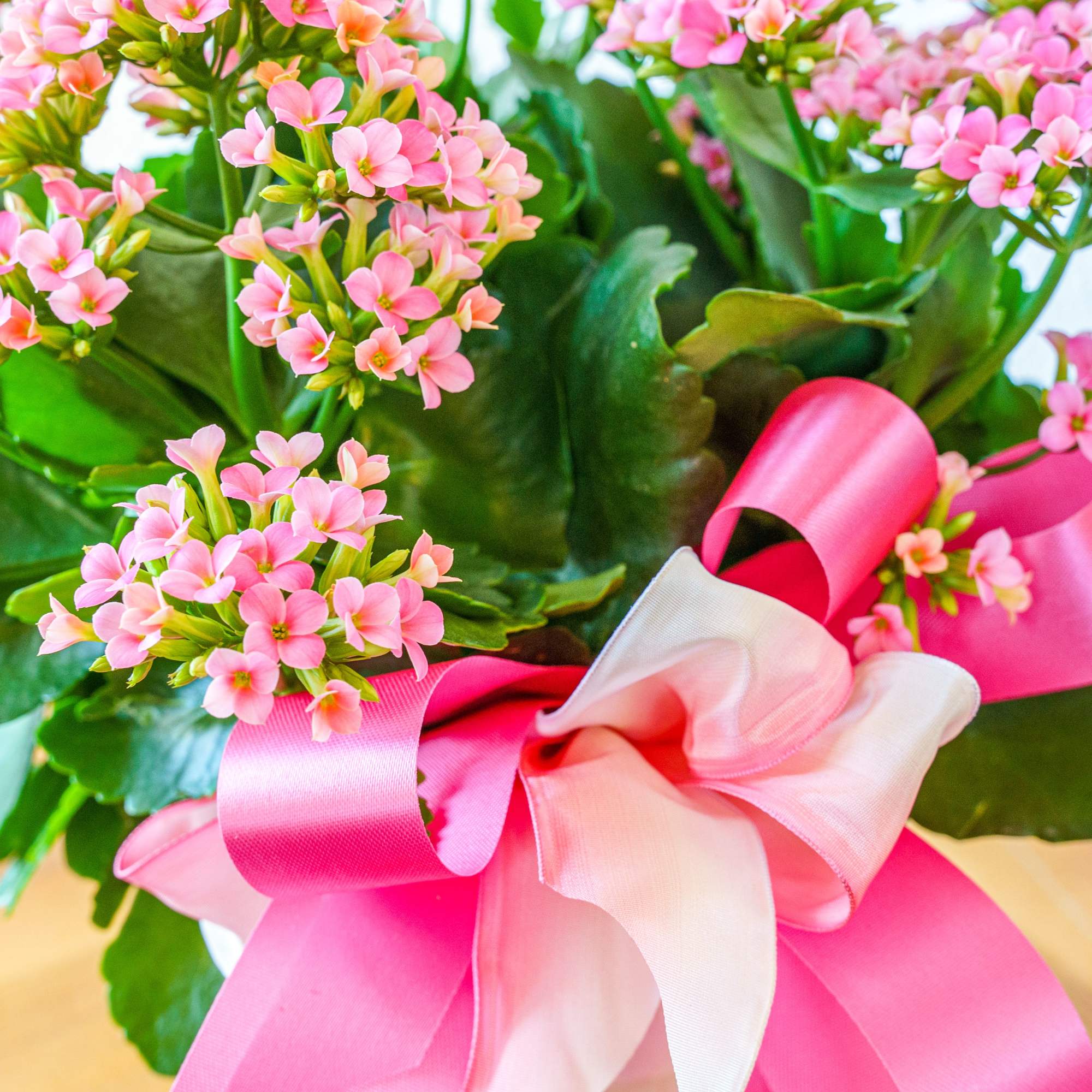 Send a beautiful flowering kalanchoe plant! Perfect for Mother's Day, saying thank, photo 2 of 2