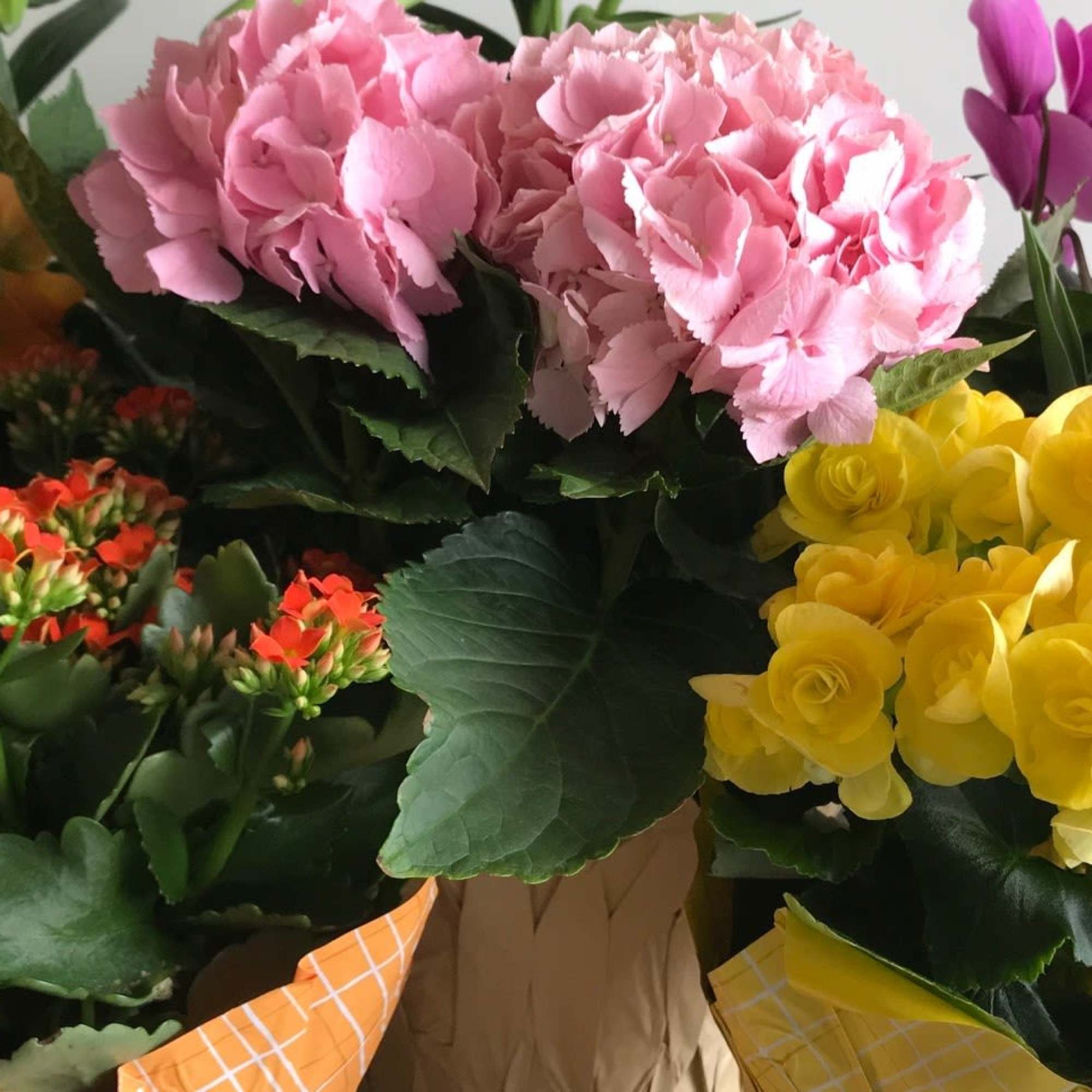 Assorted potted flowering plants with pink, yellow, orange, and purple blooms
