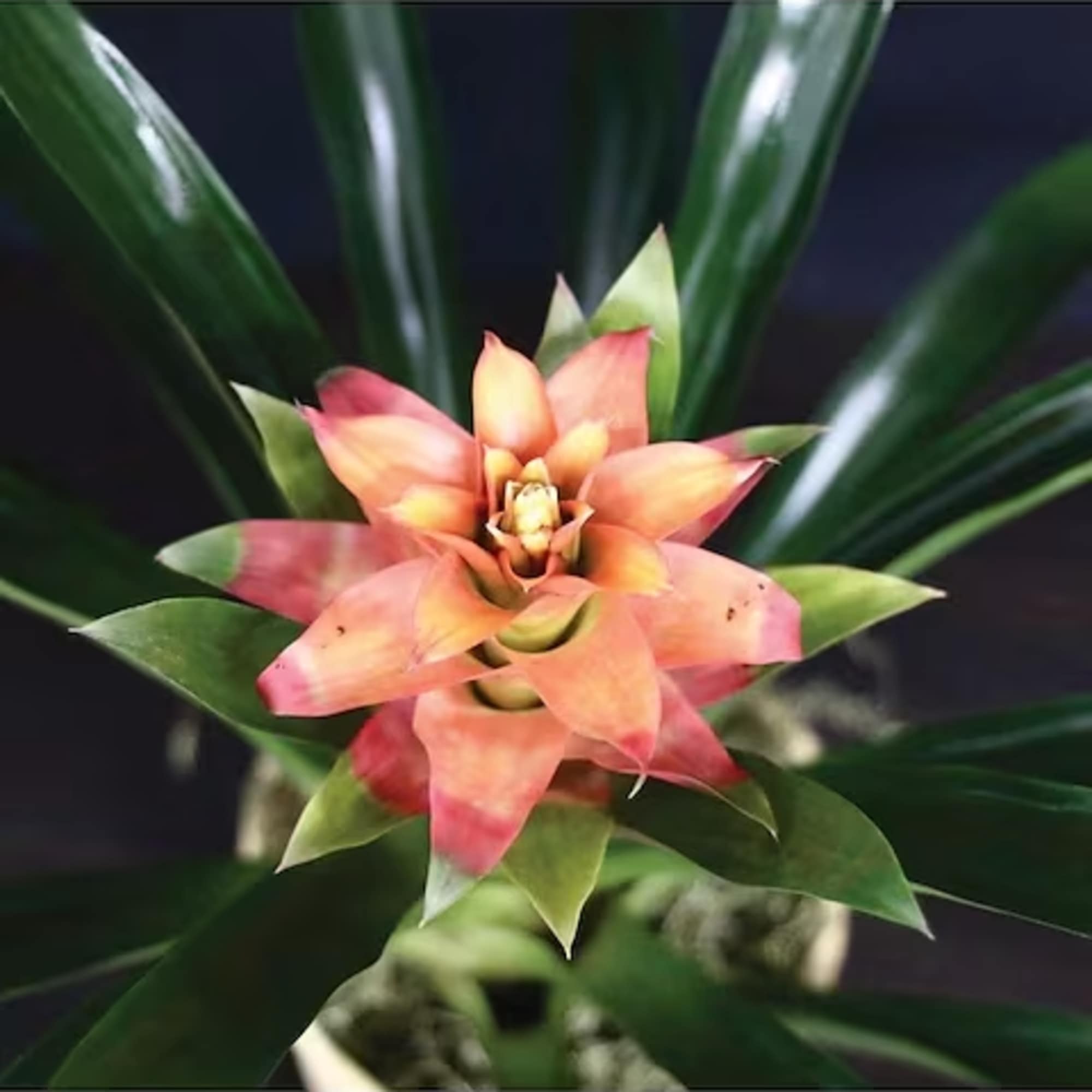 Pink and peach bromeliad plant with glossy green leaves