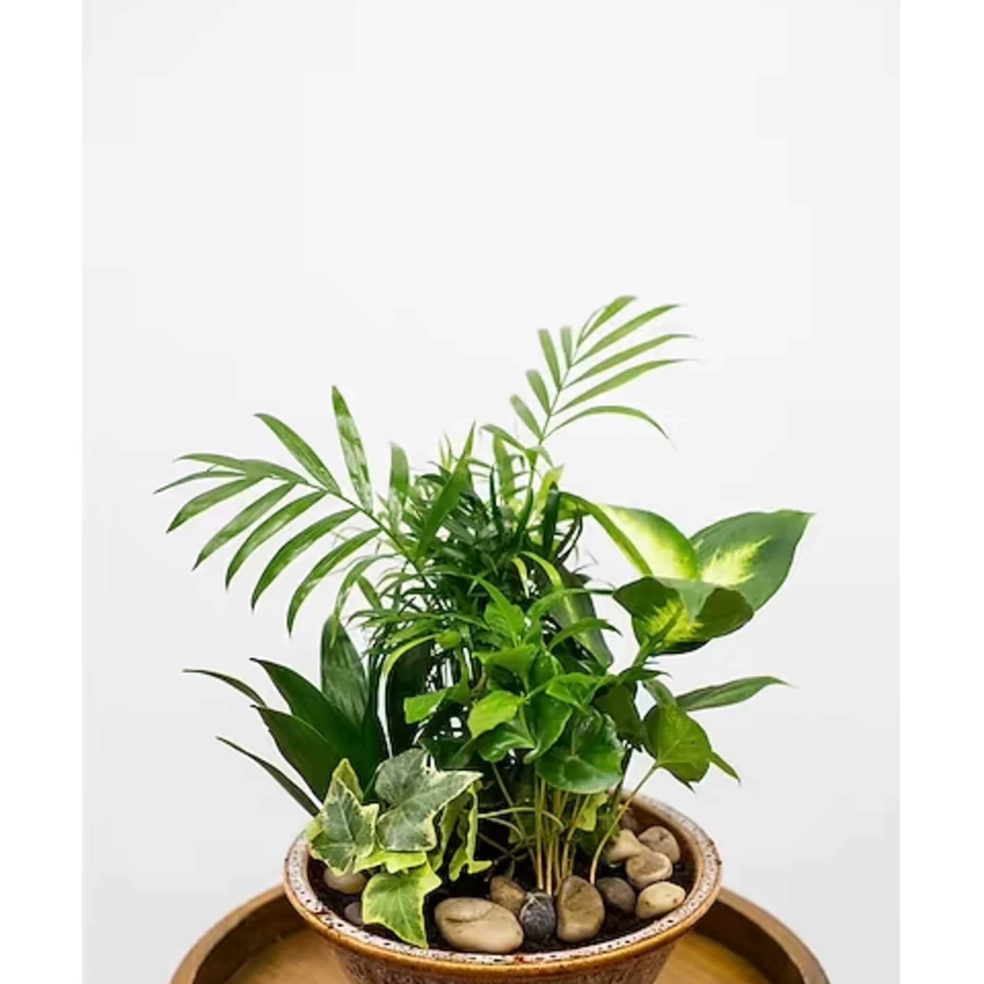 Potted green houseplant arrangement in a ceramic bowl