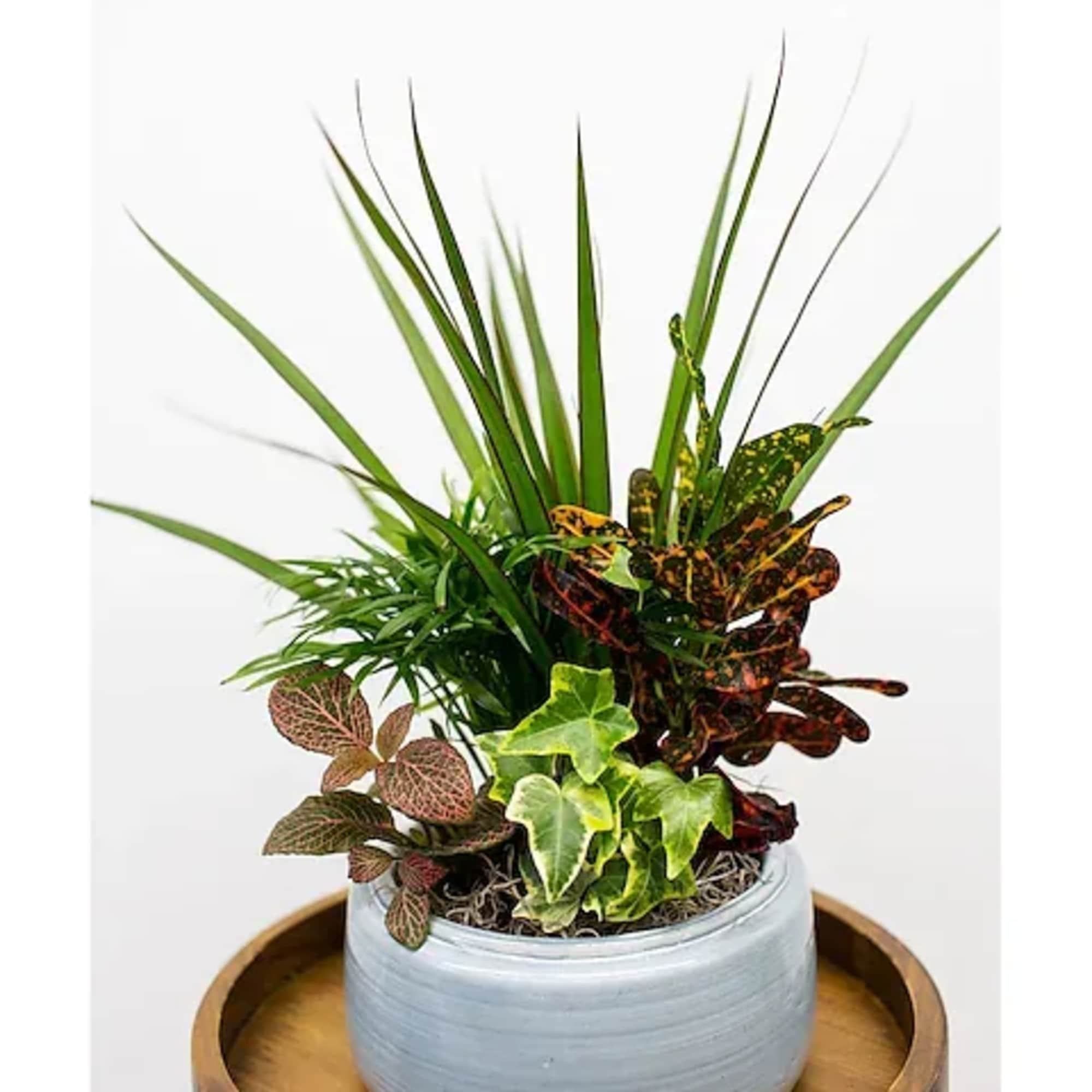 Mixed potted plants in a round ceramic planter