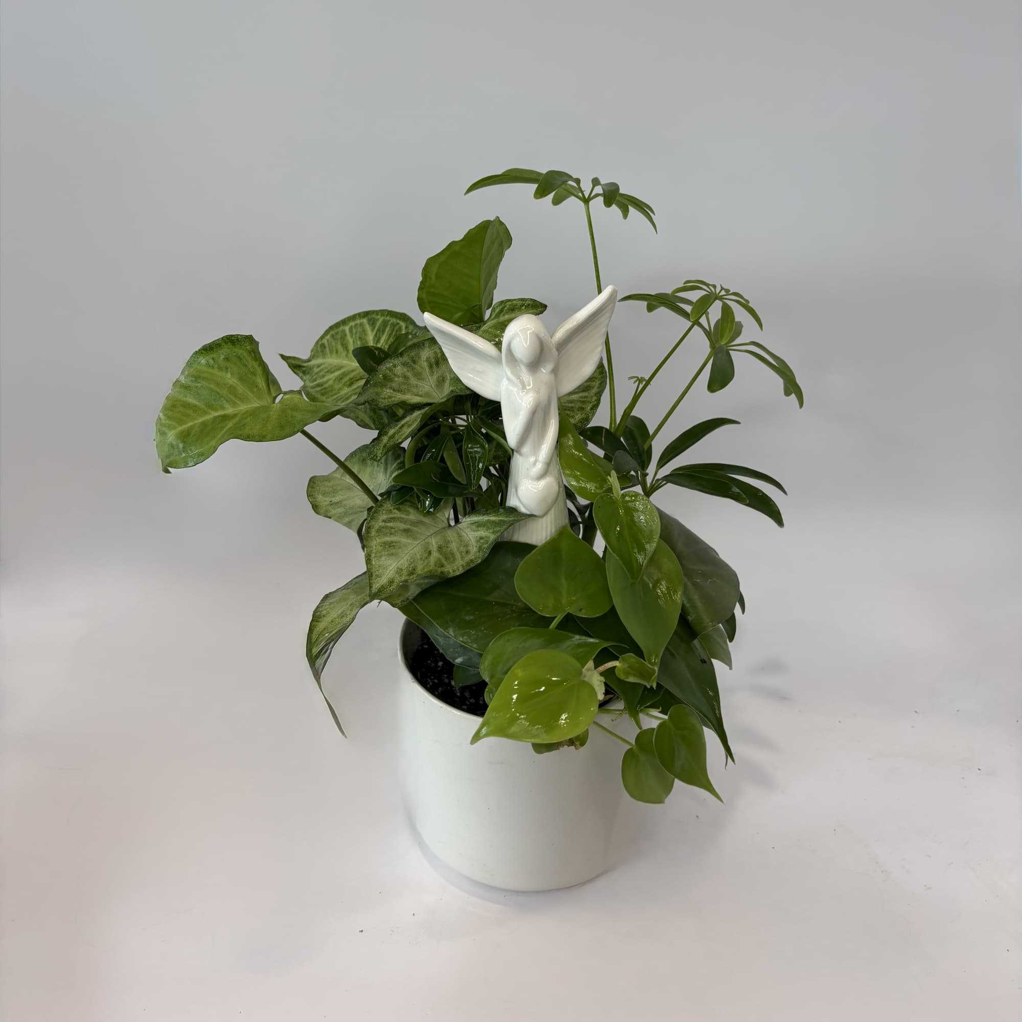 Potted green houseplant with a white angel figurine in a white container