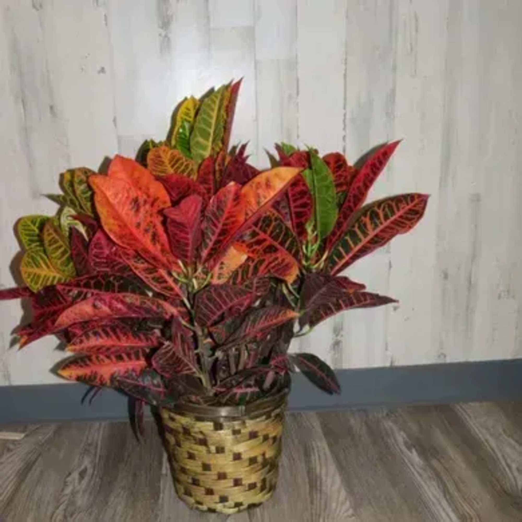 Garden croton's stunning leaves make this plant a great addition to any