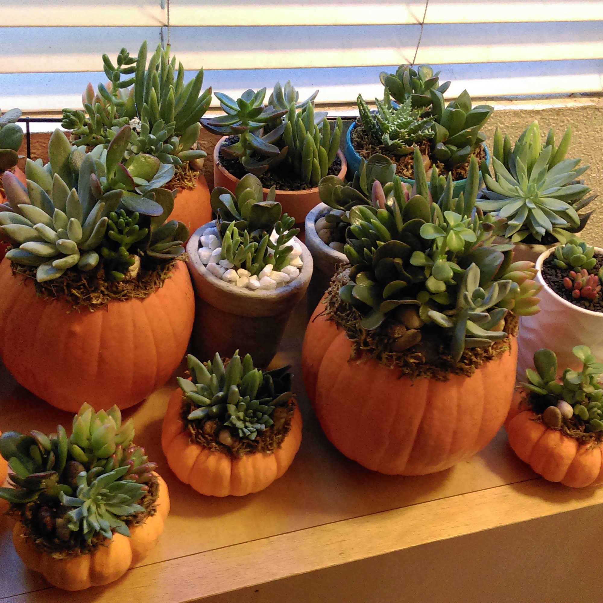 Who loves succulents? We do! Fall is here and our popular pumpkin, photo 3 of 5