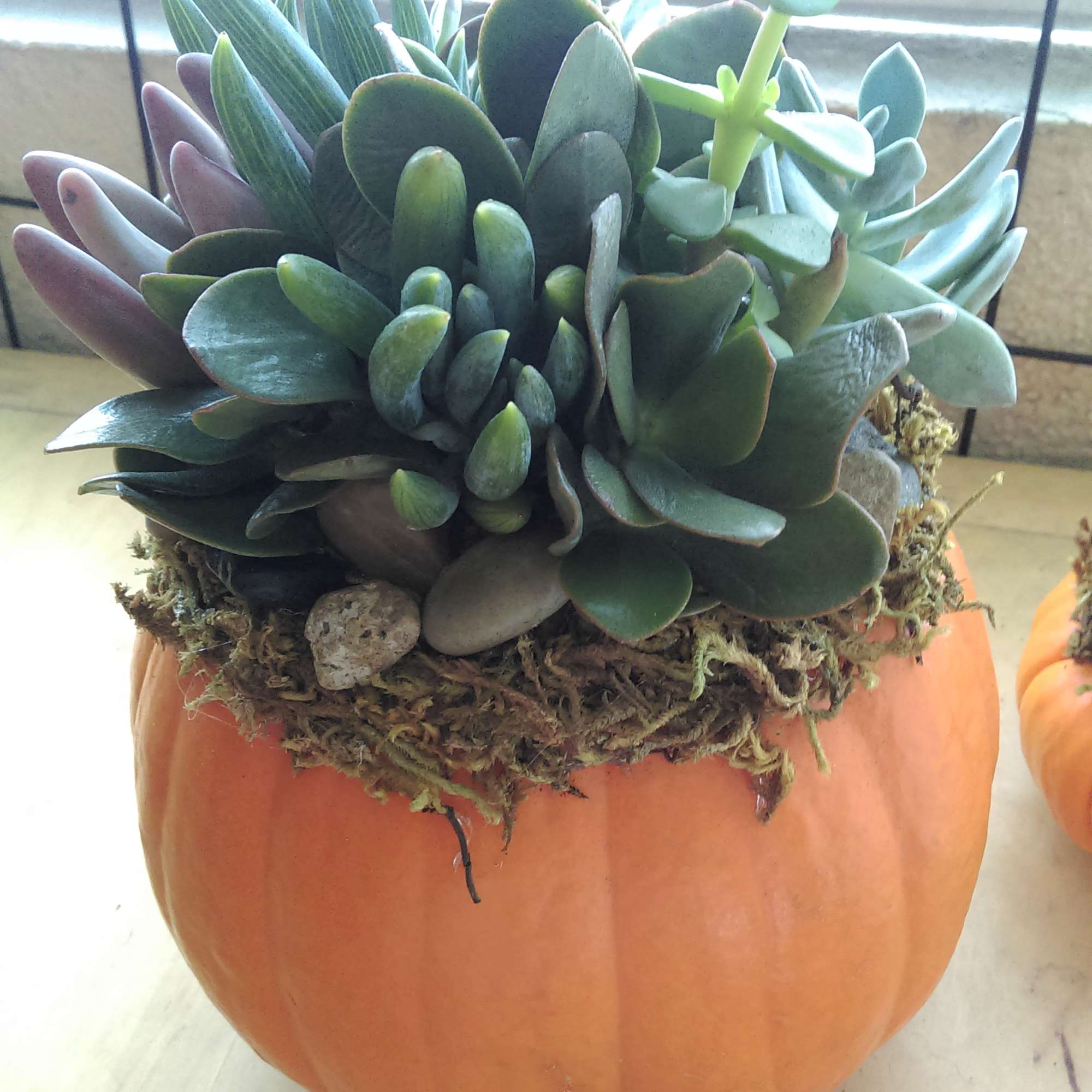 Who loves succulents? We do! Fall is here and our popular pumpkin, photo 2 of 5