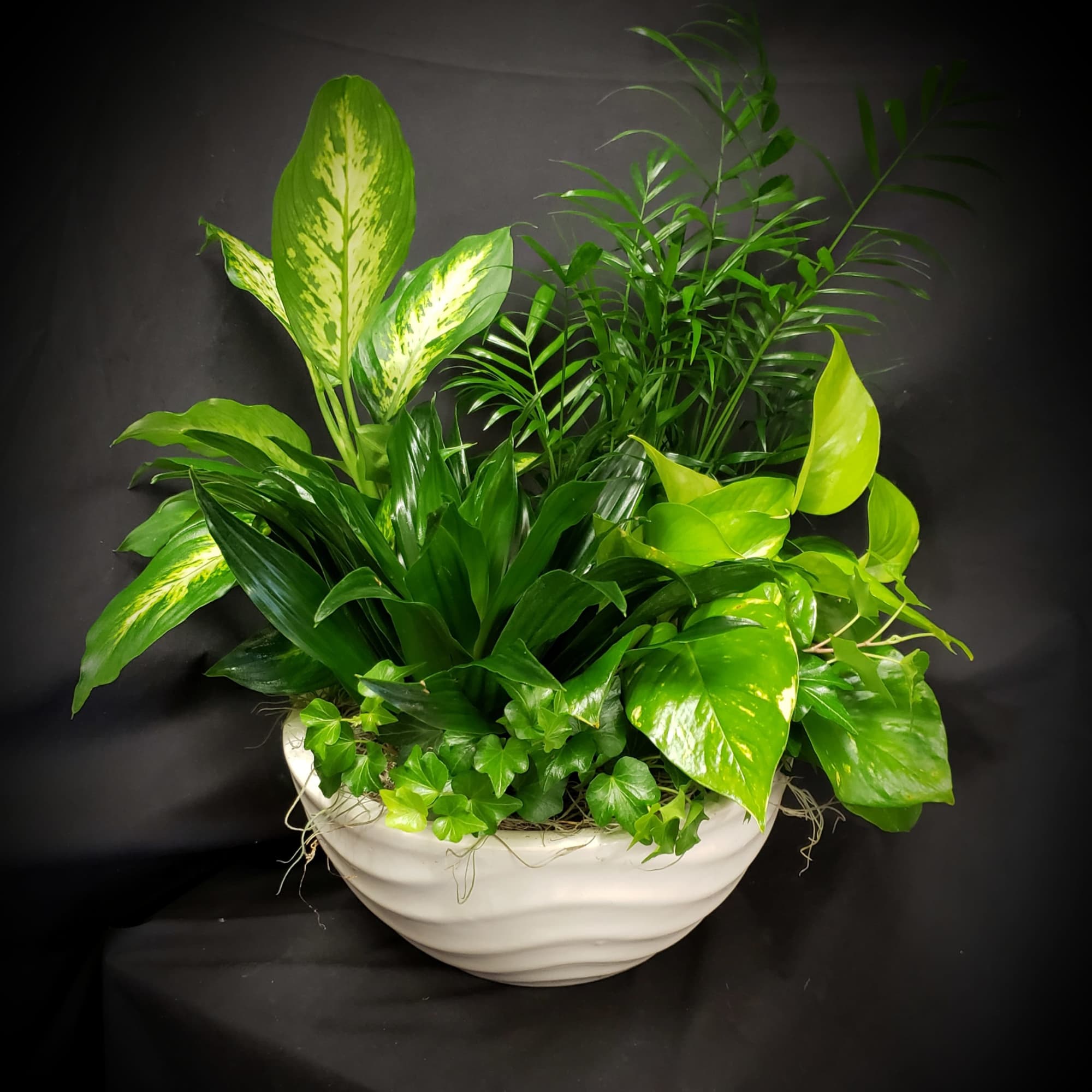 Mixed green houseplants arranged in a white bowl planter
