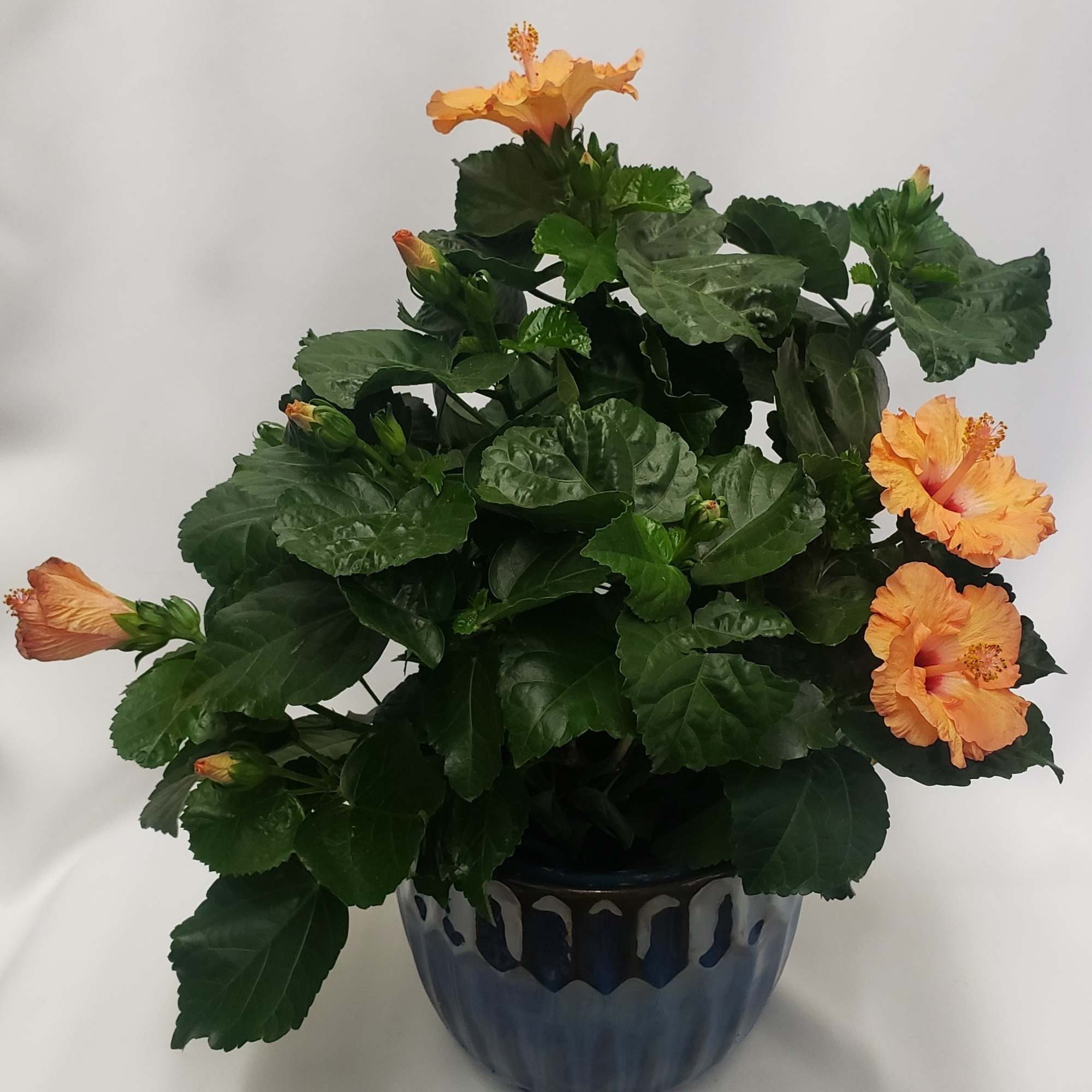 Orange hibiscus flowers in a blue ceramic pot, photo 3 of 3