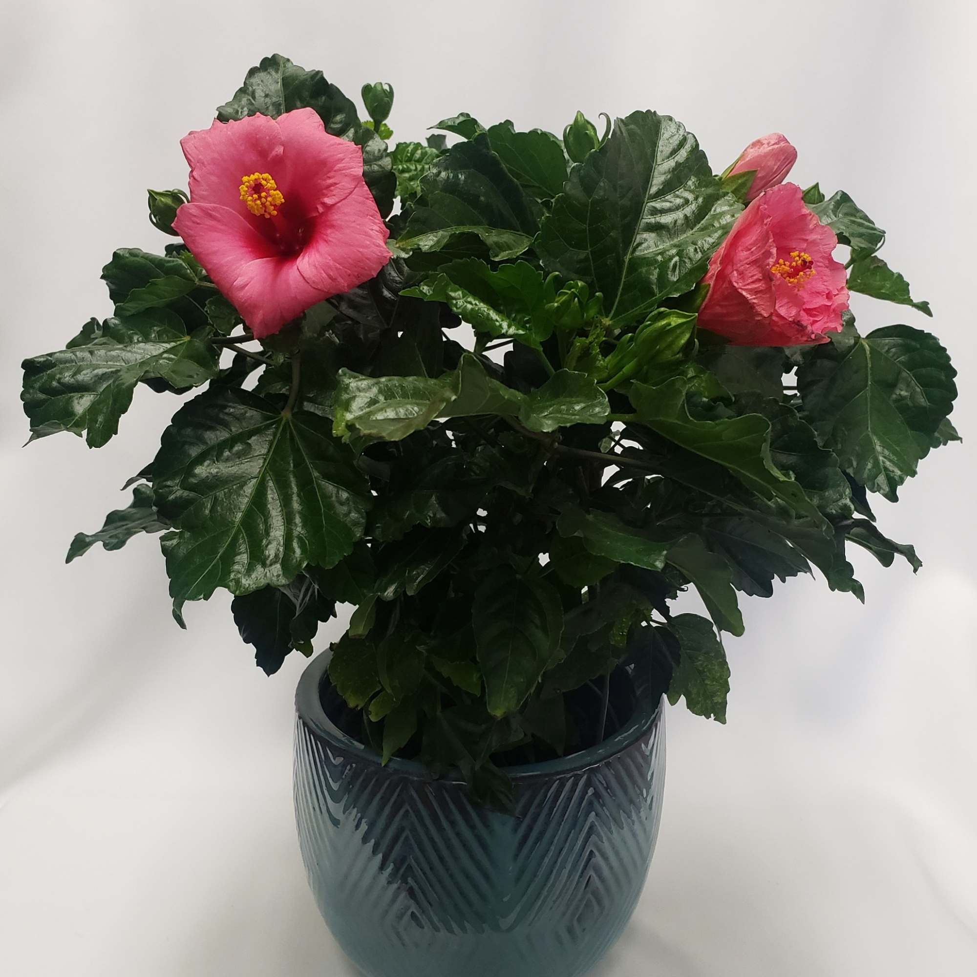 Potted hibiscus plant with pink blooms in a blue ceramic pot