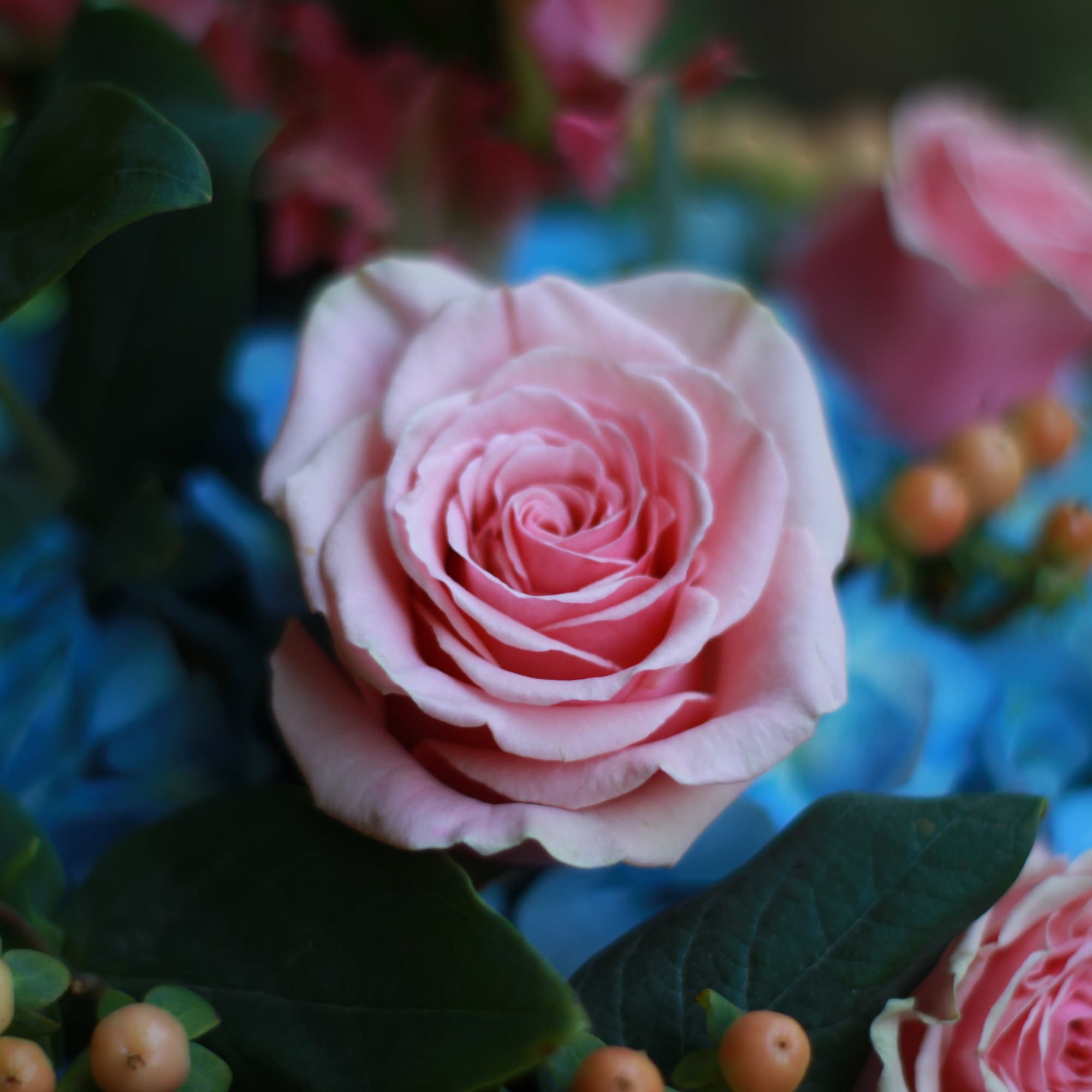 Pink roses with blue hydrangeas and berry accents, photo 4 of 5