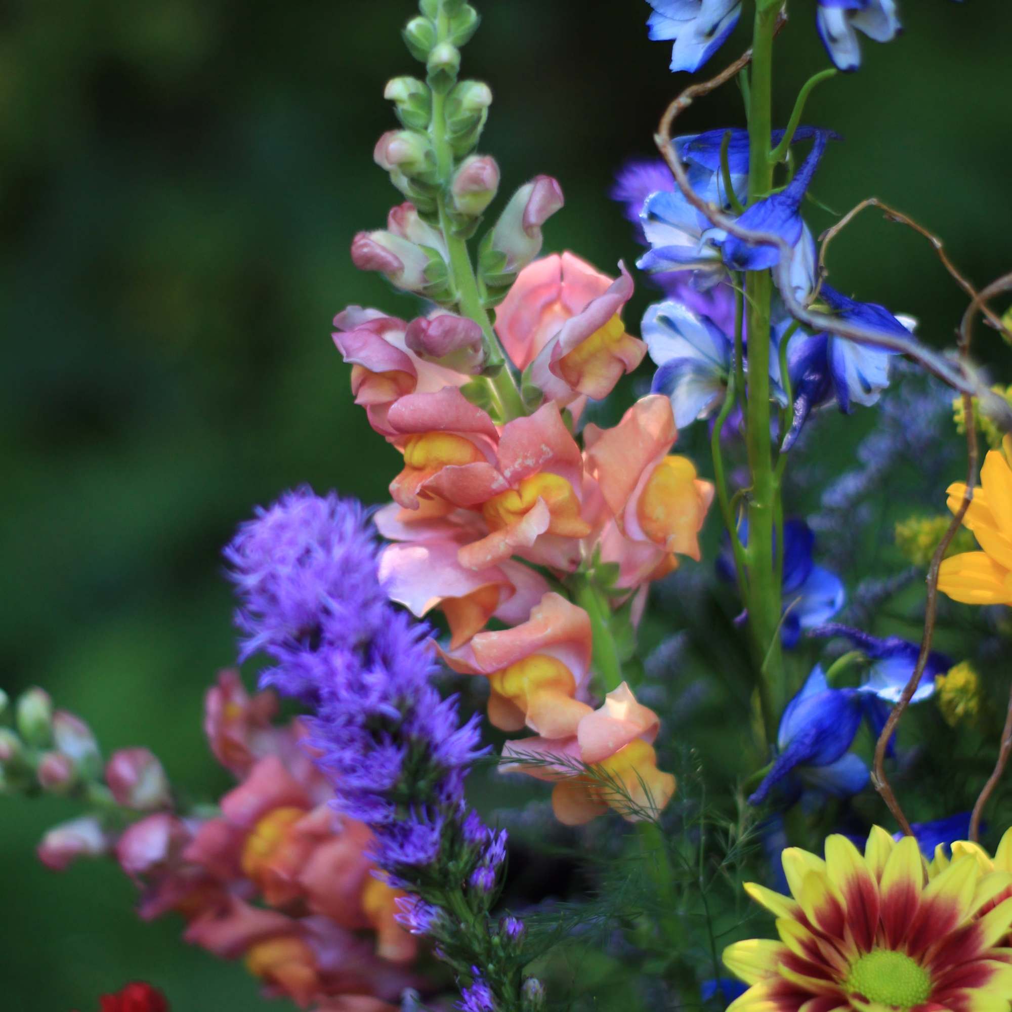 Colorful mixed flowers with tall blue and pink blooms against a dark background