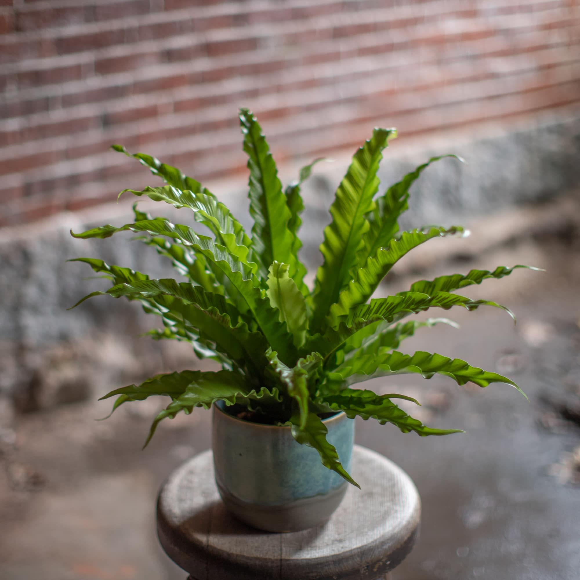 Potted fern in a small ceramic pot on a stool