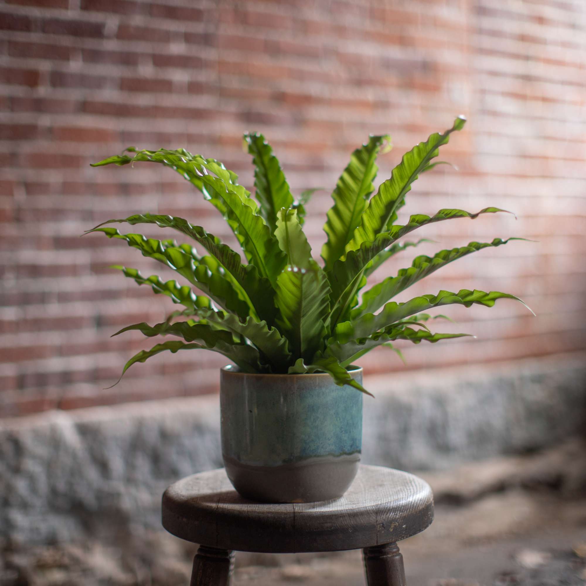 Potted green fern in a ceramic planter on a stool