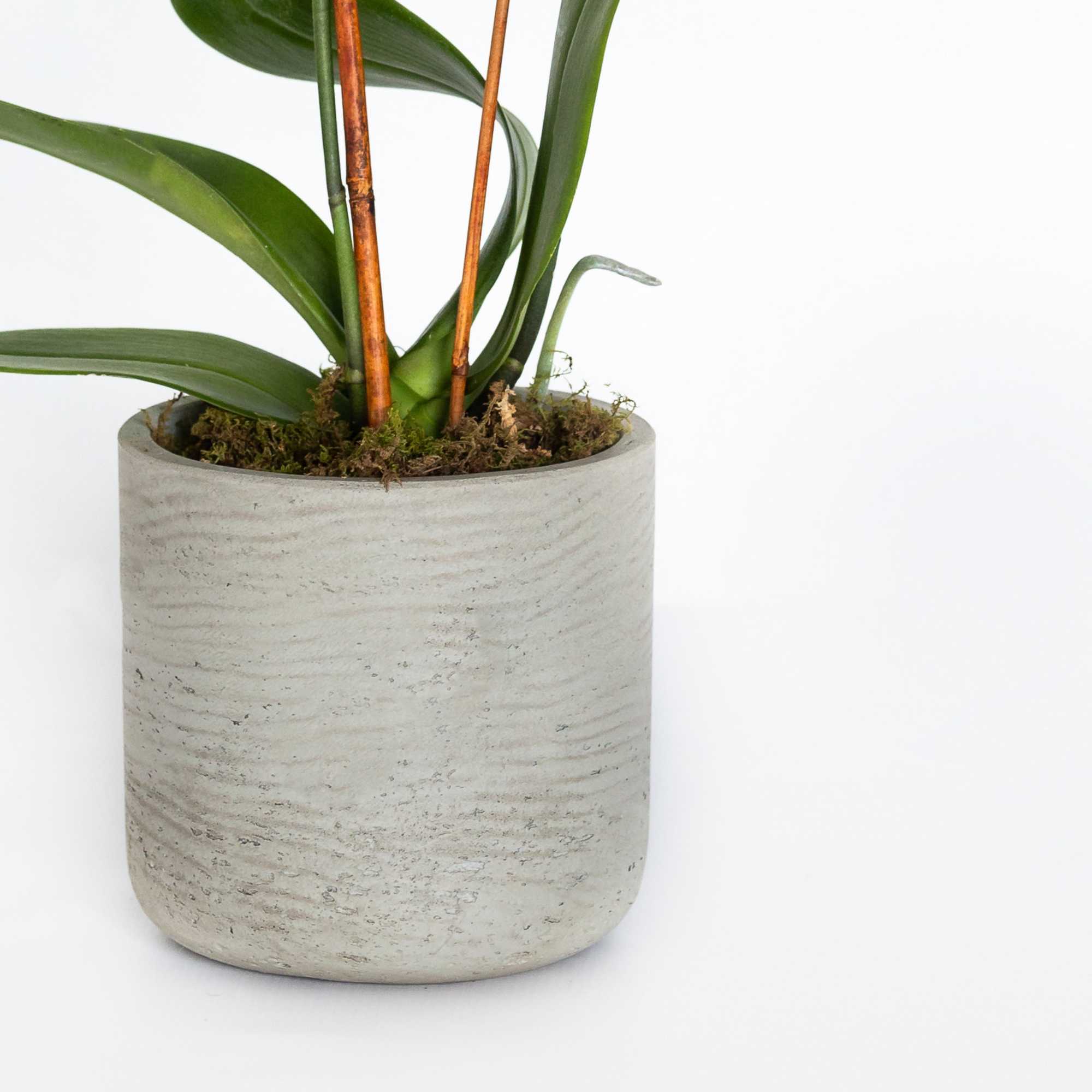 Potted orchid plant in a textured gray ceramic pot