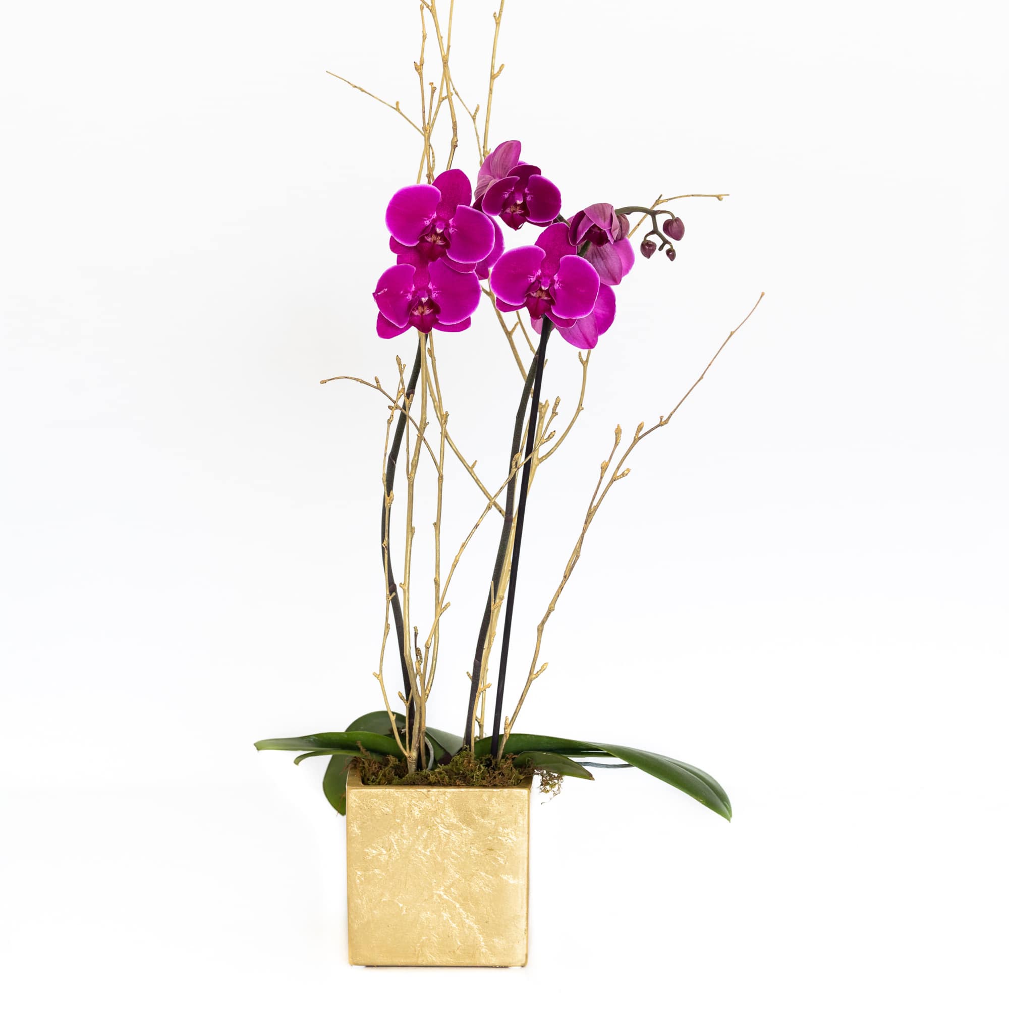 Magenta orchids in a gold square planter with tall decorative branches