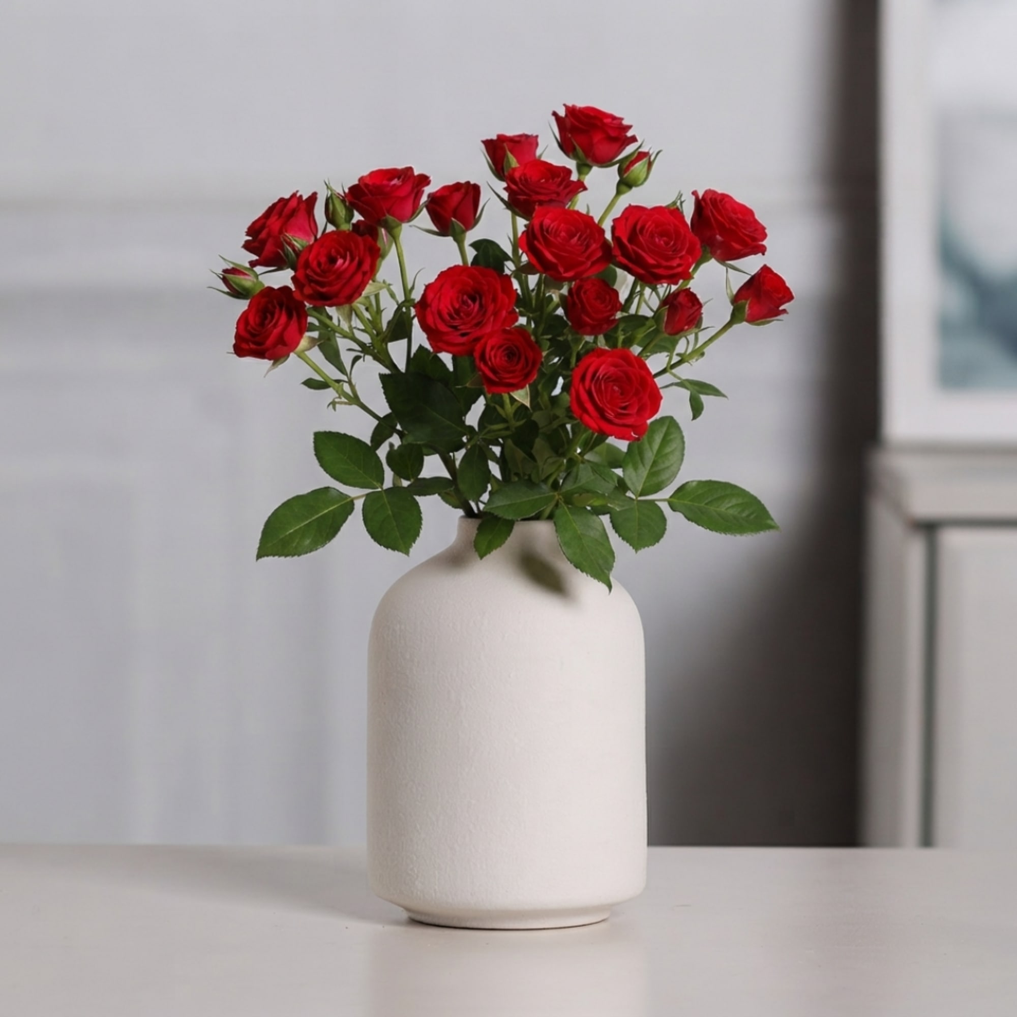 Red roses arranged in a white ceramic vase