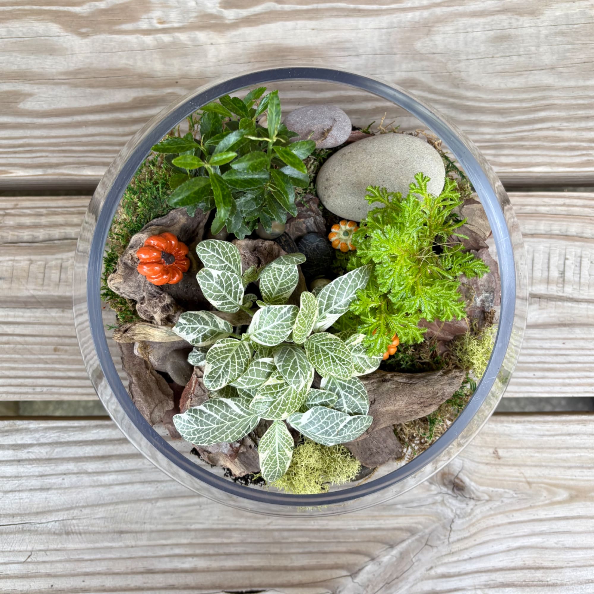 Round glass terrarium with small potted plants, moss, stones, and driftwood
