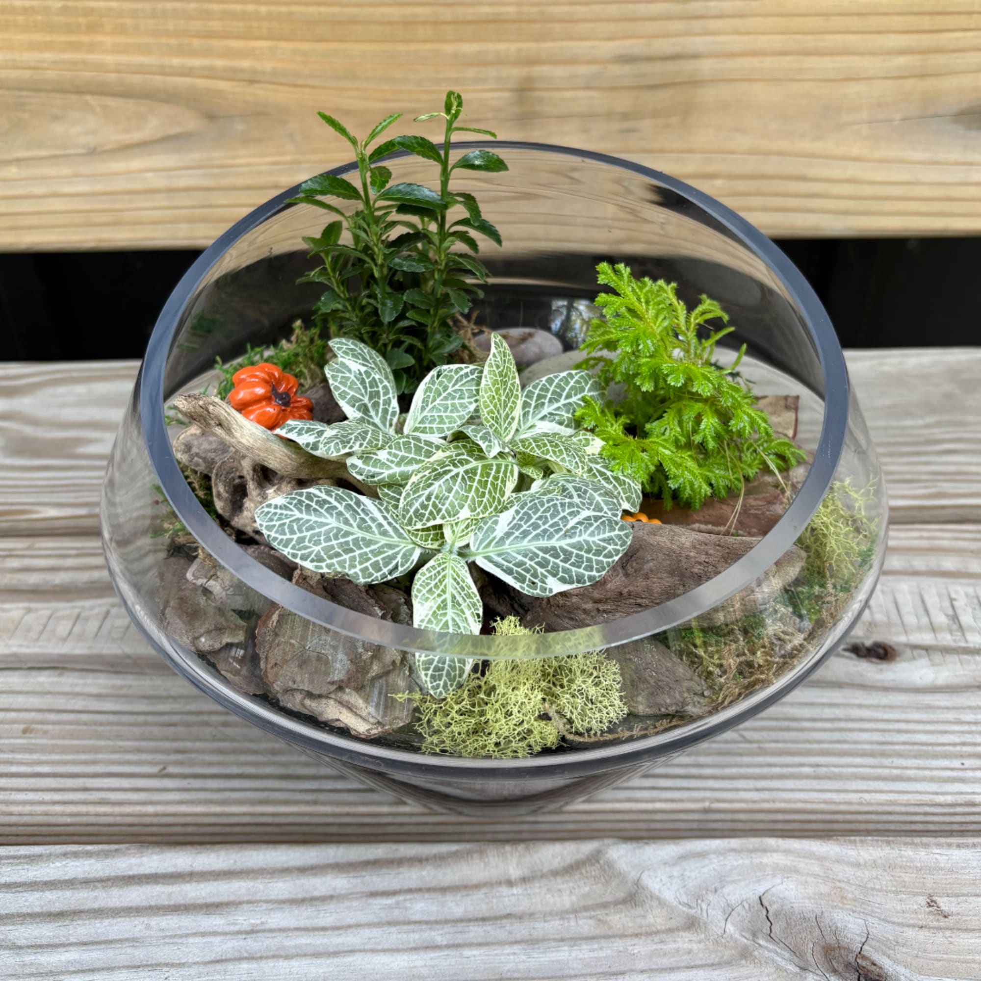 Glass terrarium with assorted green plants and driftwood on a wooden surface