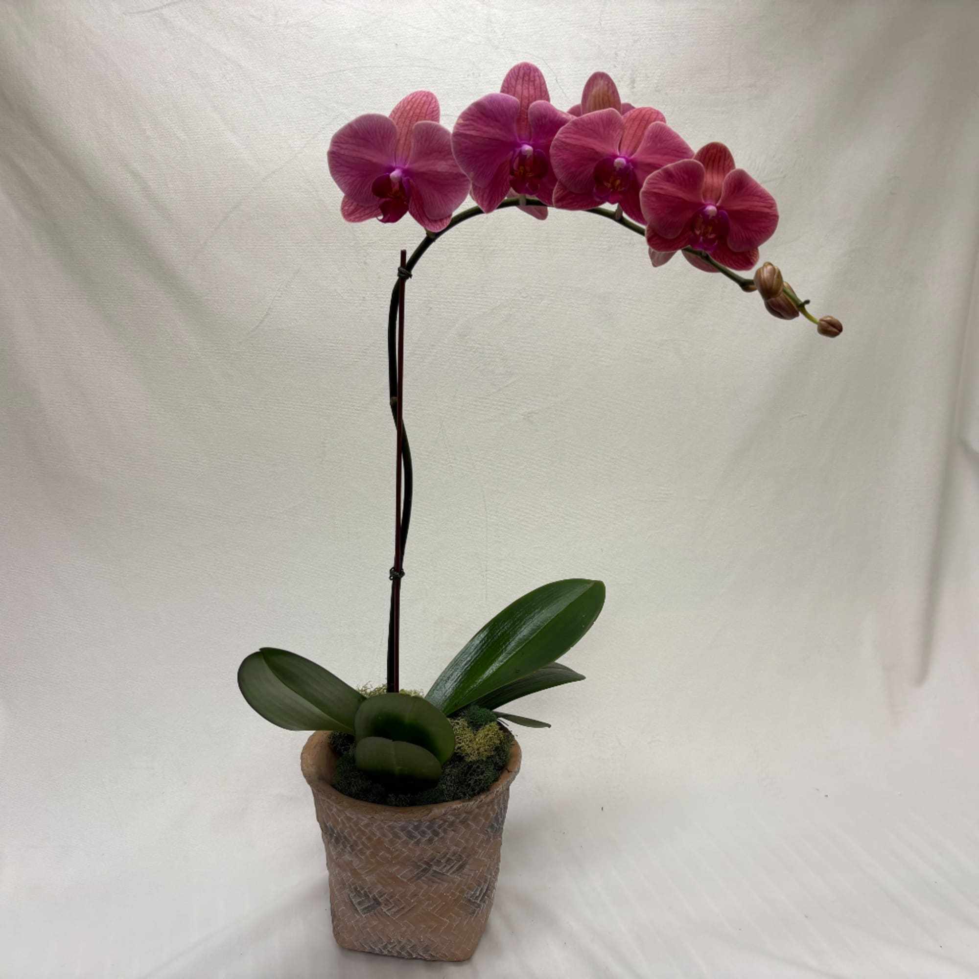 Potted pink orchid with a single arching stem and broad green leaves