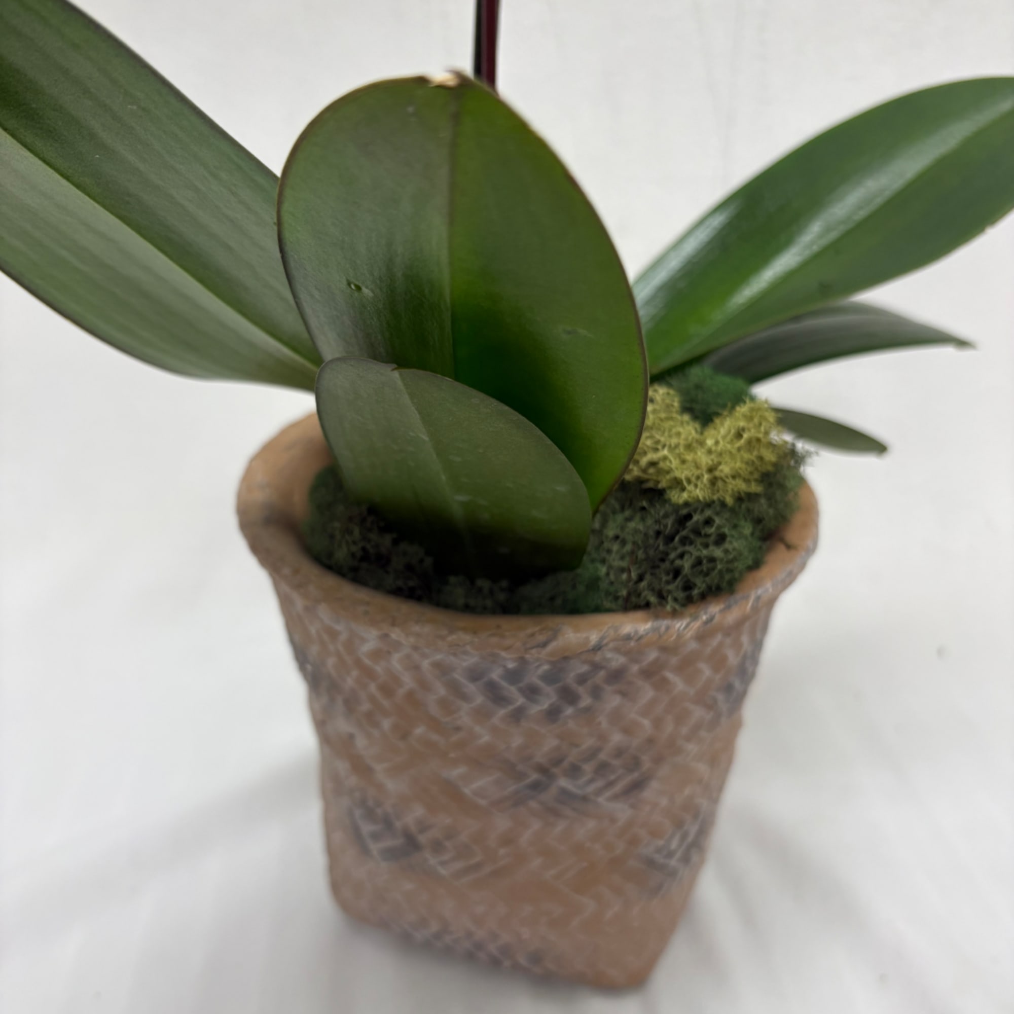 Small potted orchid plant with broad green leaves in a textured brown pot
