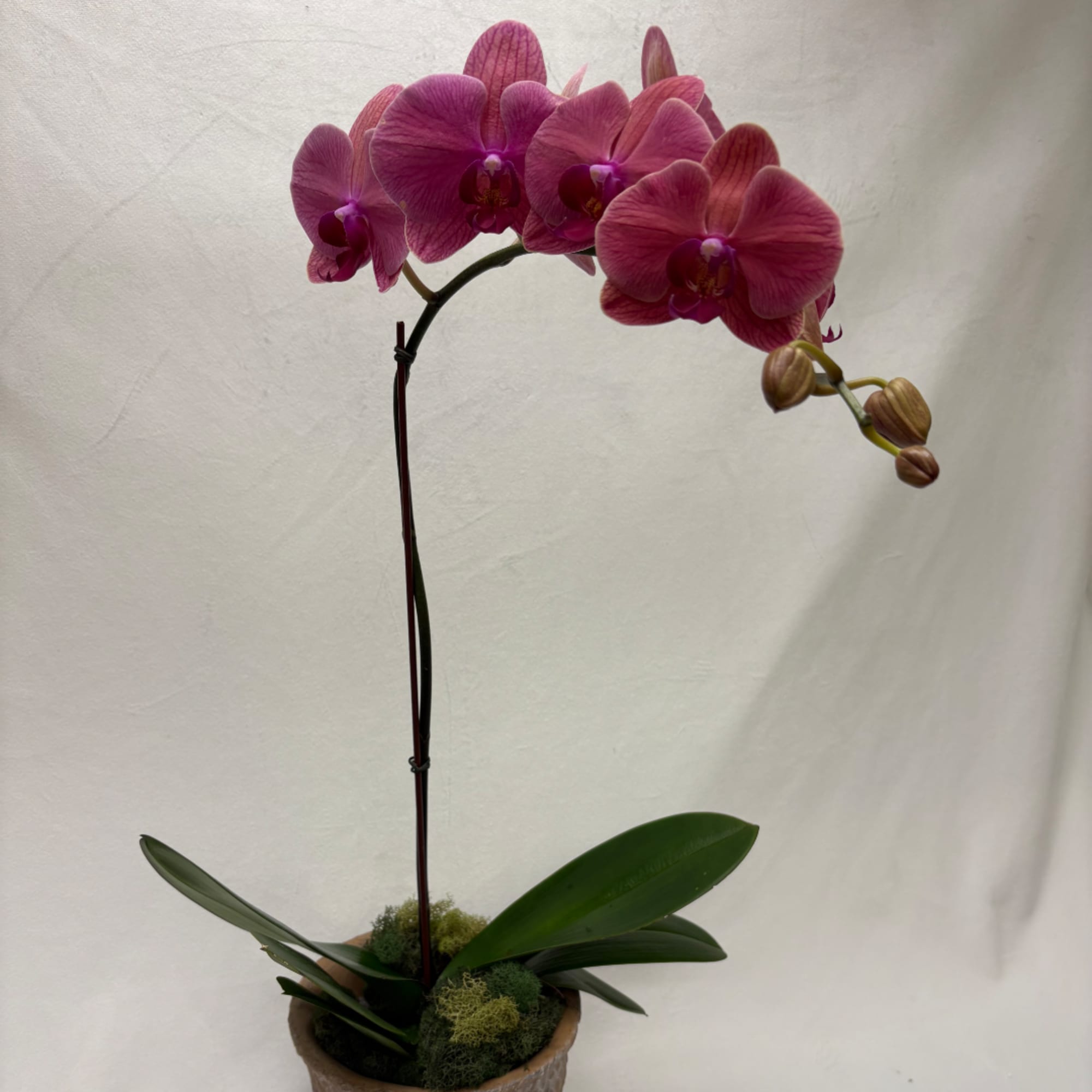 Pink orchid plant in a small pot with a tall stem and open blooms