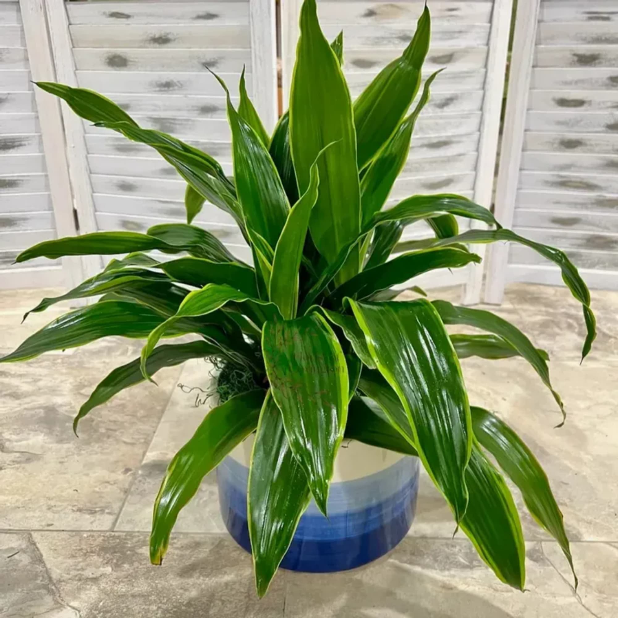 Potted green houseplant with broad glossy leaves in a blue-and-white container
