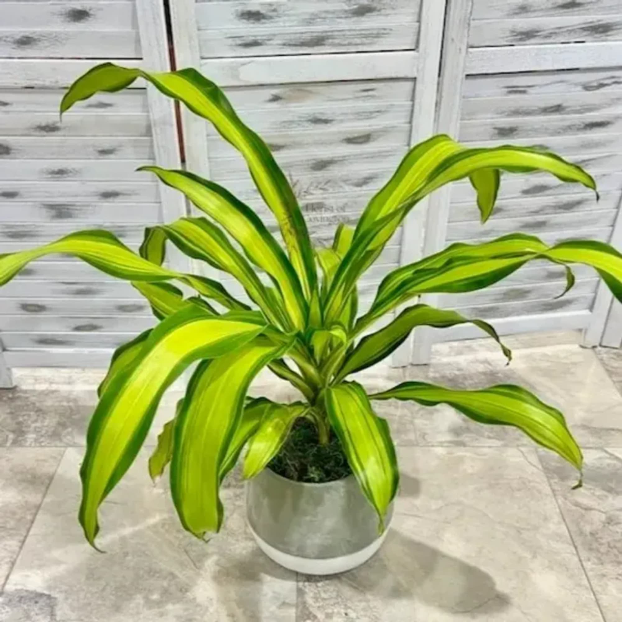 Potted green-and-yellow striped houseplant in a round ceramic pot