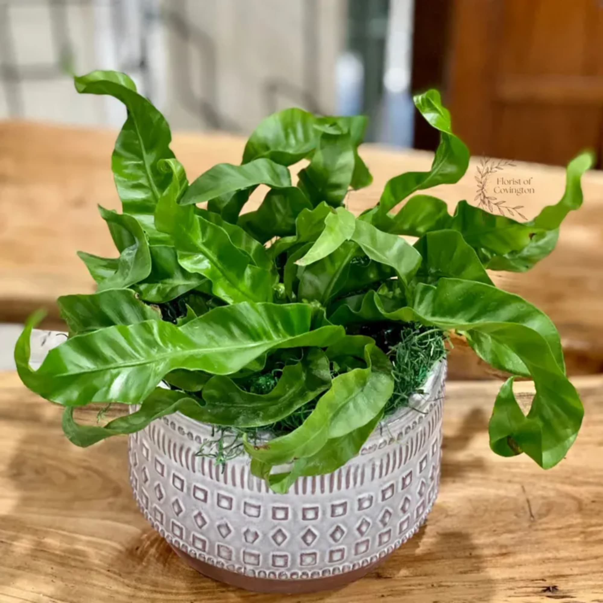Potted green fern in a patterned ceramic container