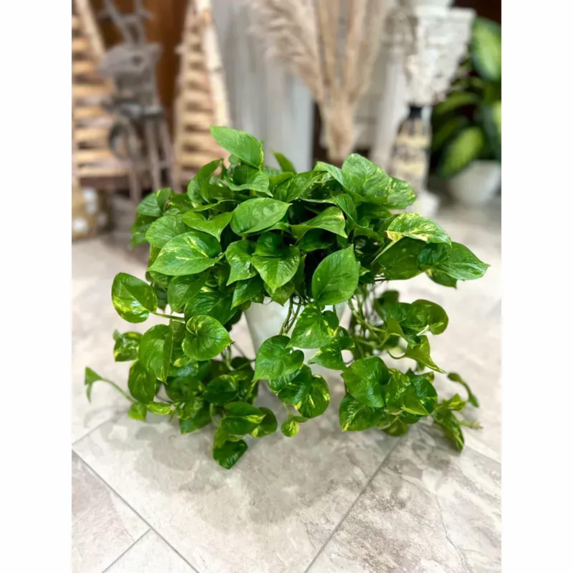 Potted green houseplant with trailing heart-shaped leaves