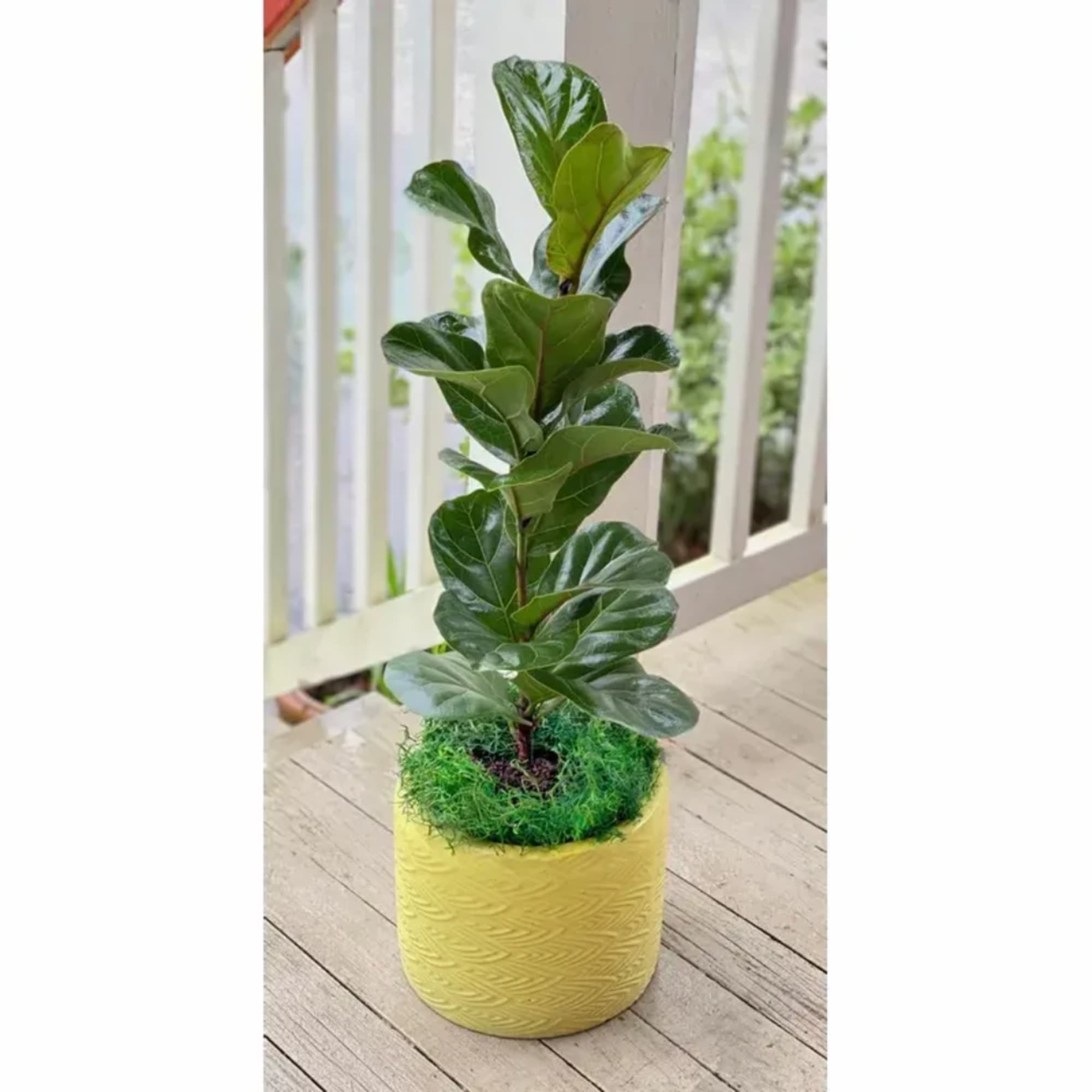 Potted green plant in a yellow textured container