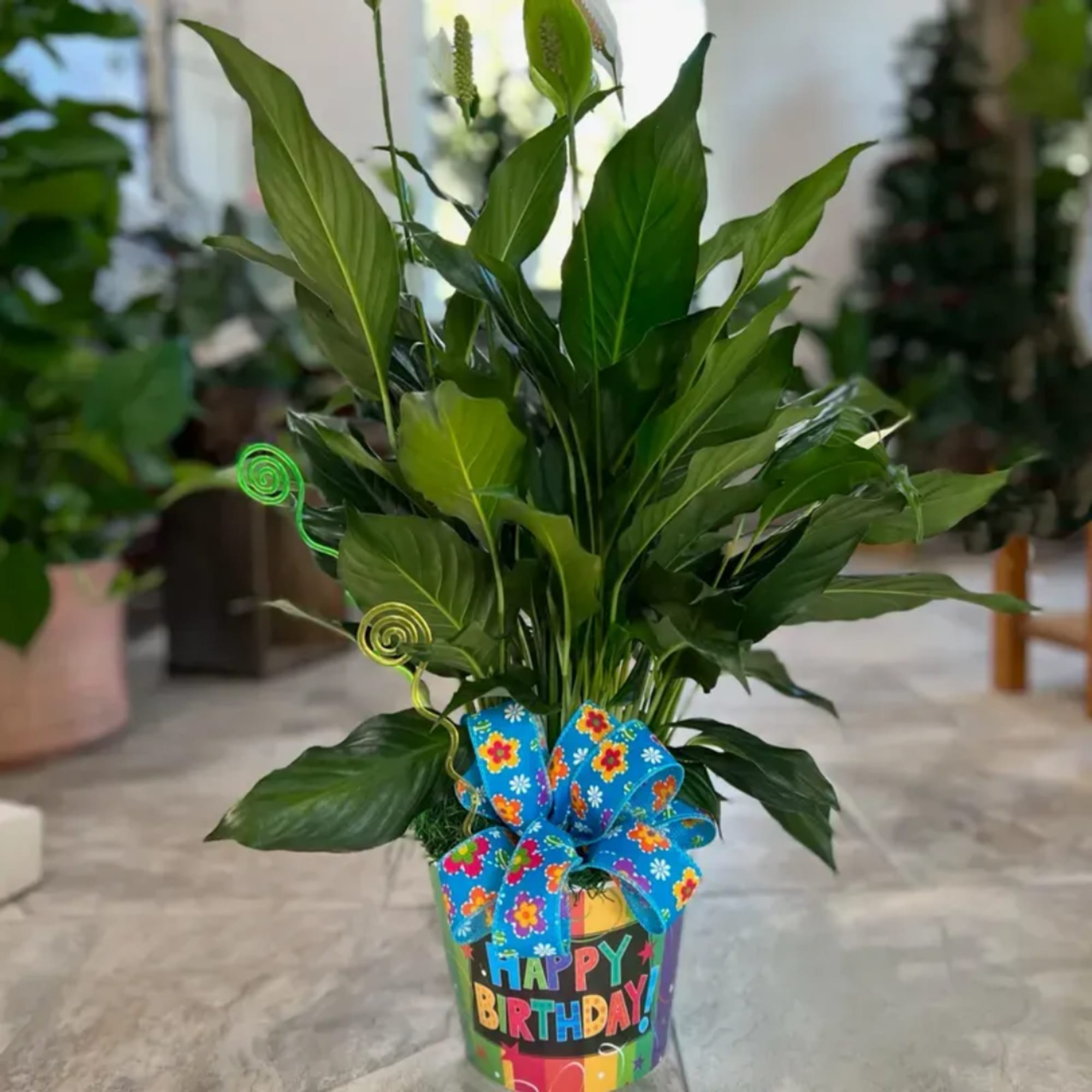 Potted green plant with a birthday ribbon and bow