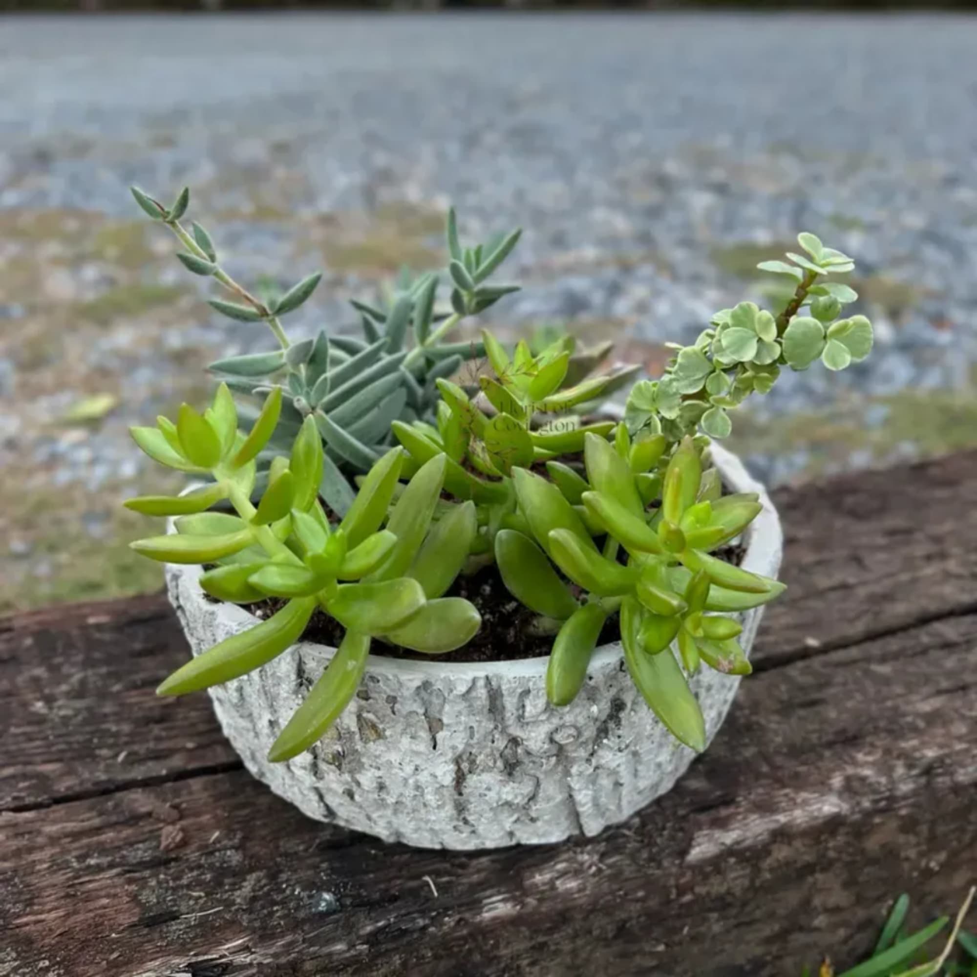 Small succulent arrangement in a white textured pot