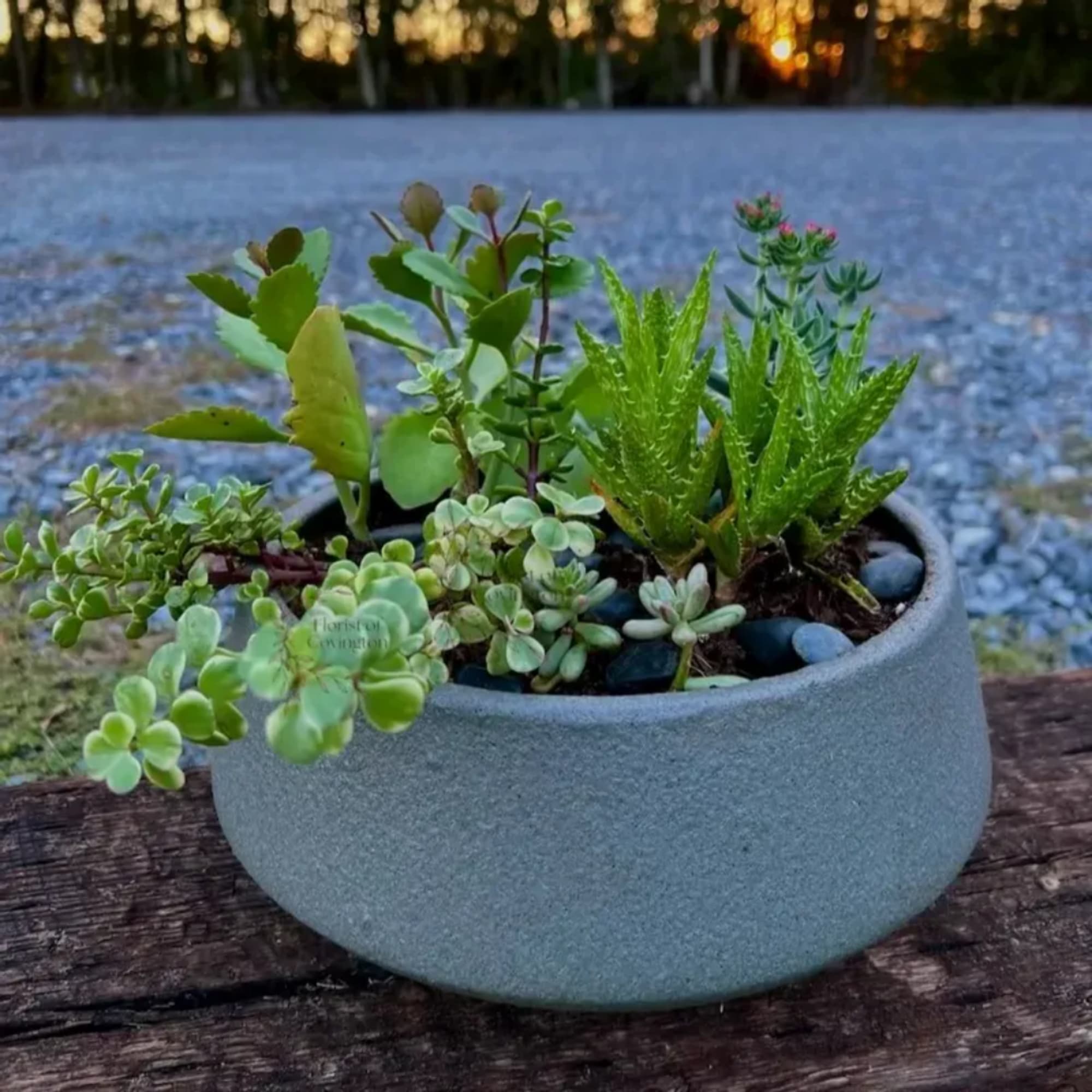 Succulent arrangement in a round gray planter