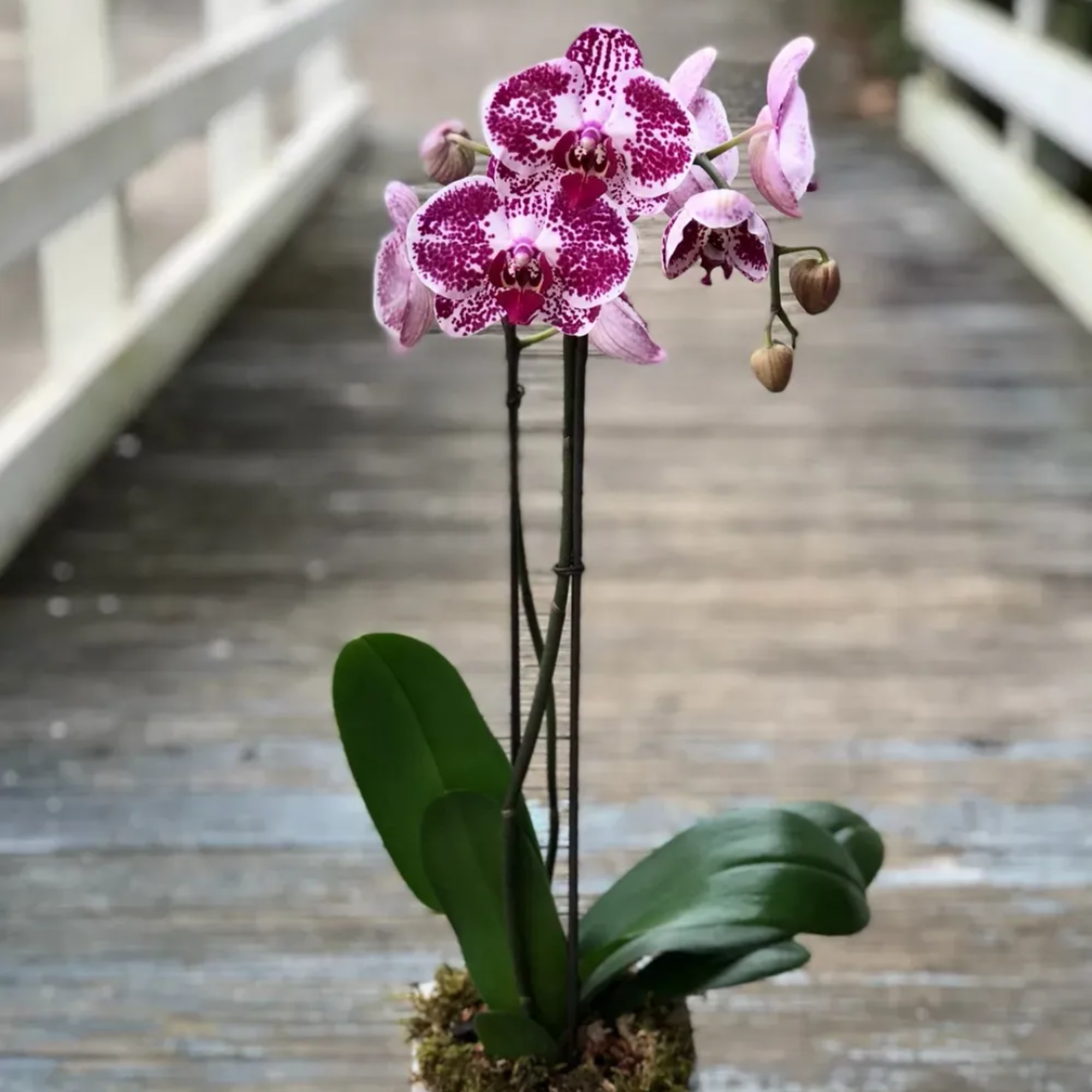 Potted pink-and-white orchid with spotted blooms on a wooden walkway