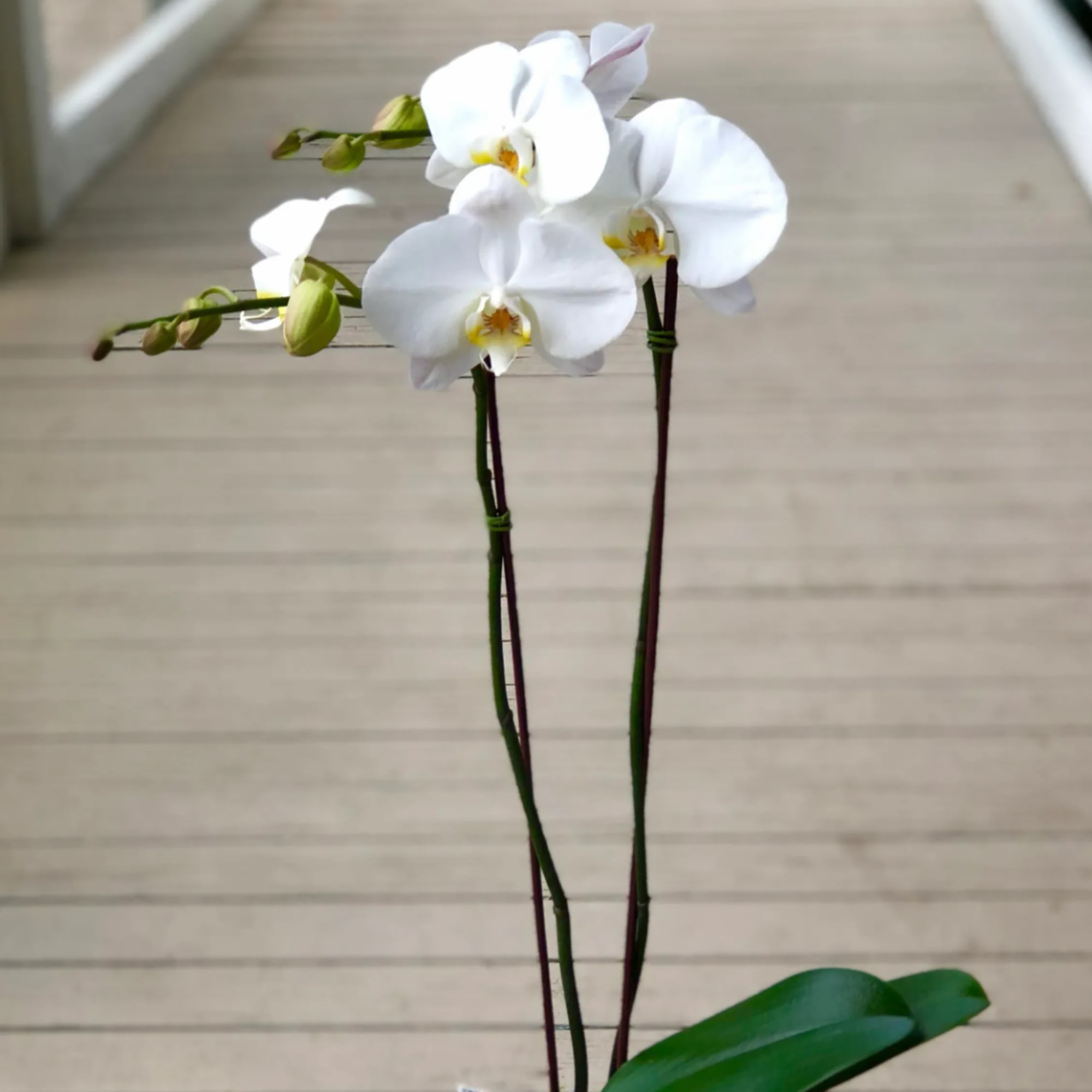 White orchid stems with a few blooms and buds