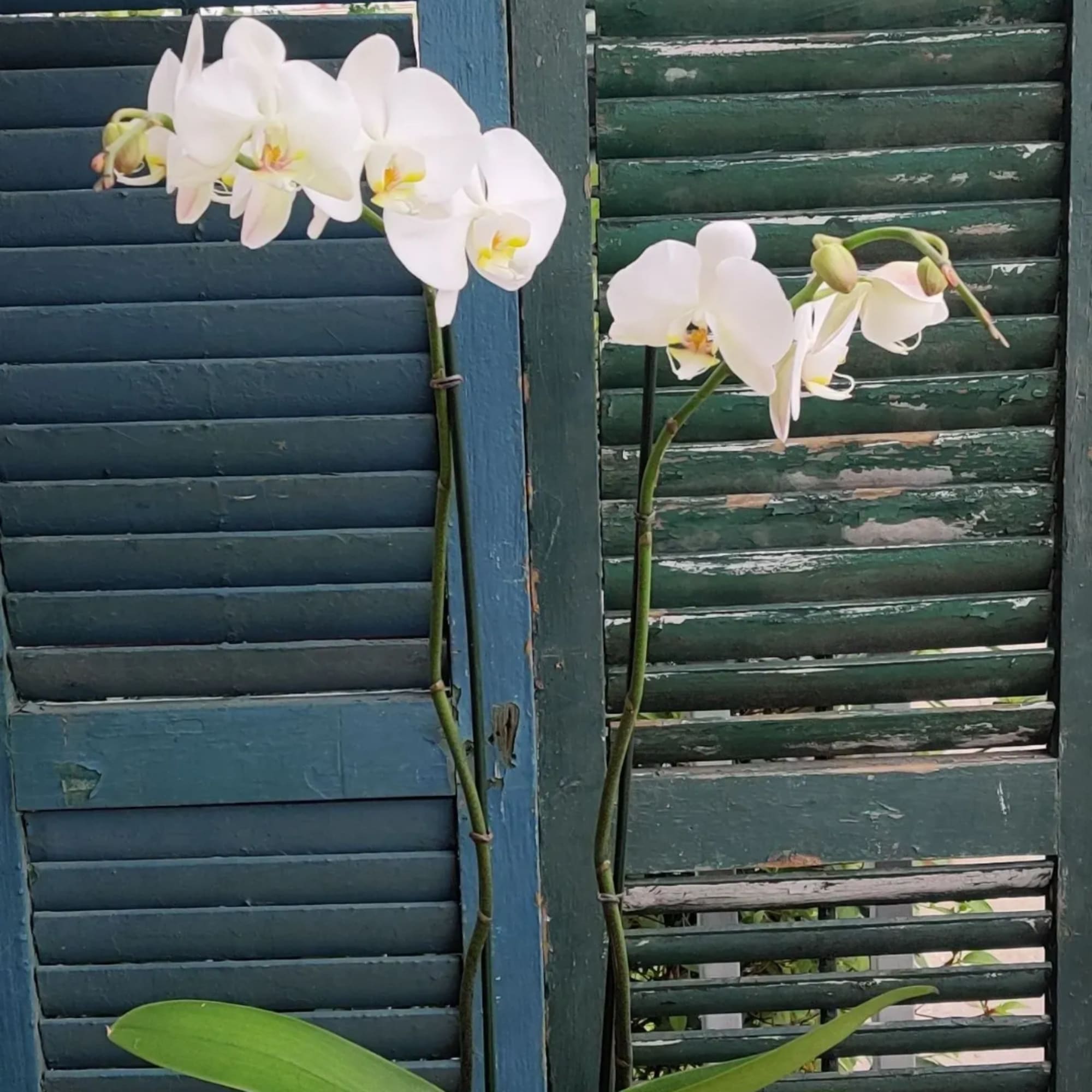 Two white orchid stems with blooms against painted wooden shutters