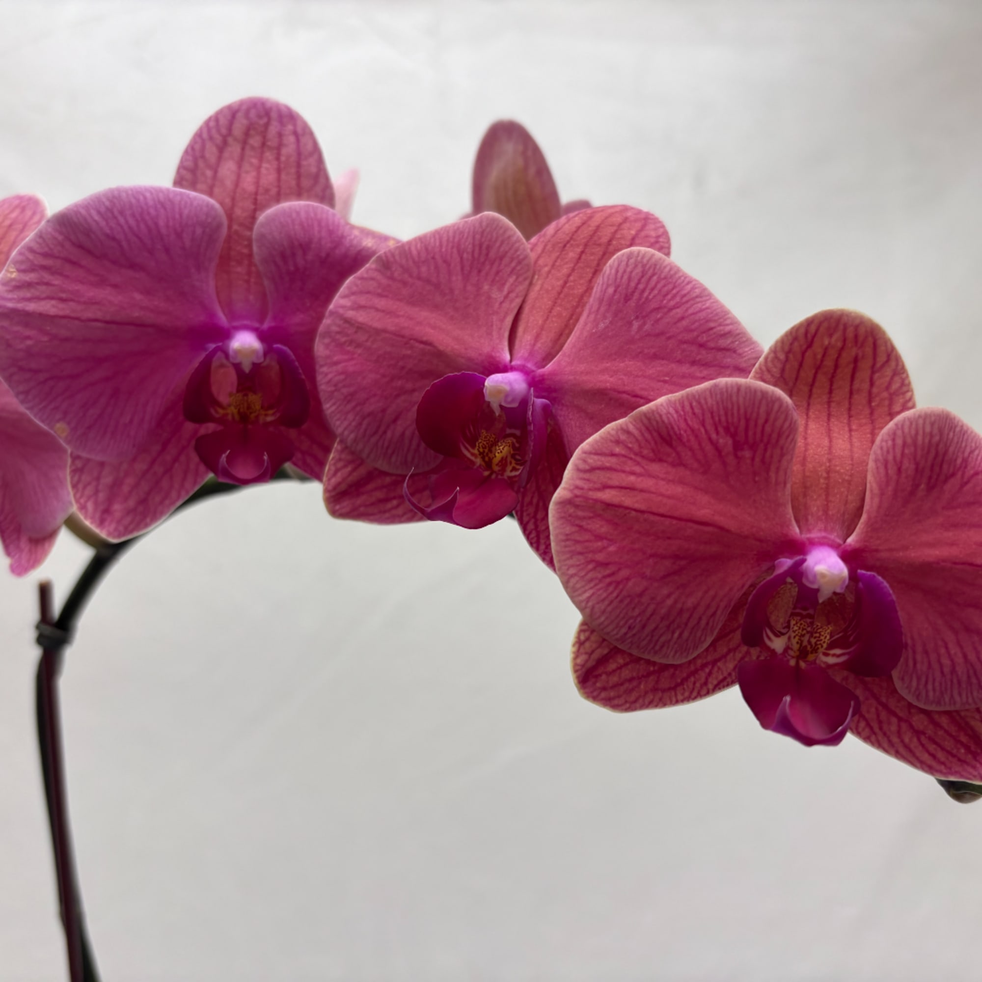 Pink orchid blooms on a curved stem against a plain background