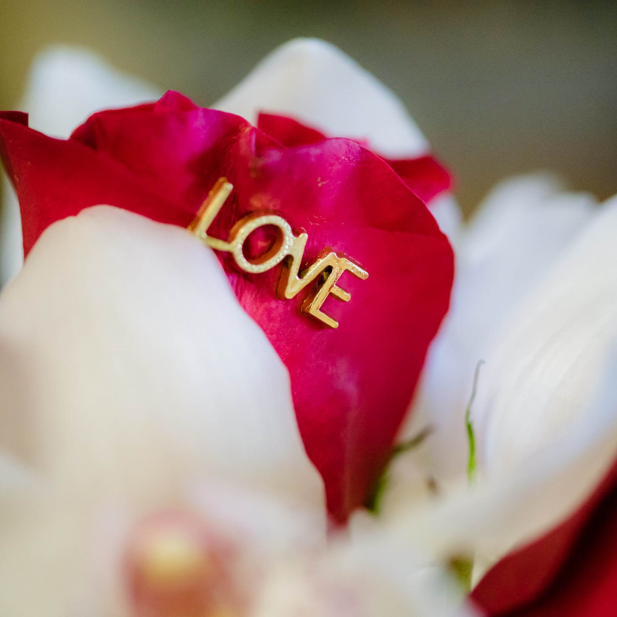 Close-up of red and white rose petals with a gold "LOVE" pick