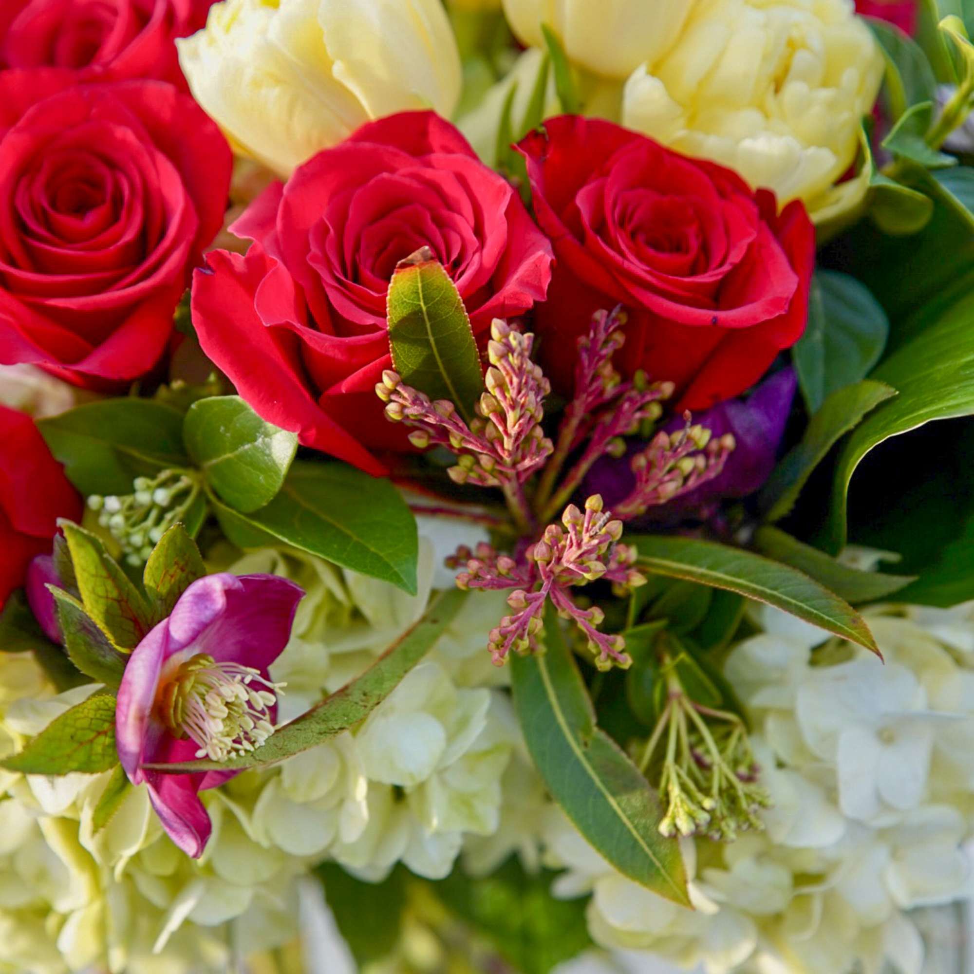 Bouquet of red roses, pale tulips, and white hydrangeas