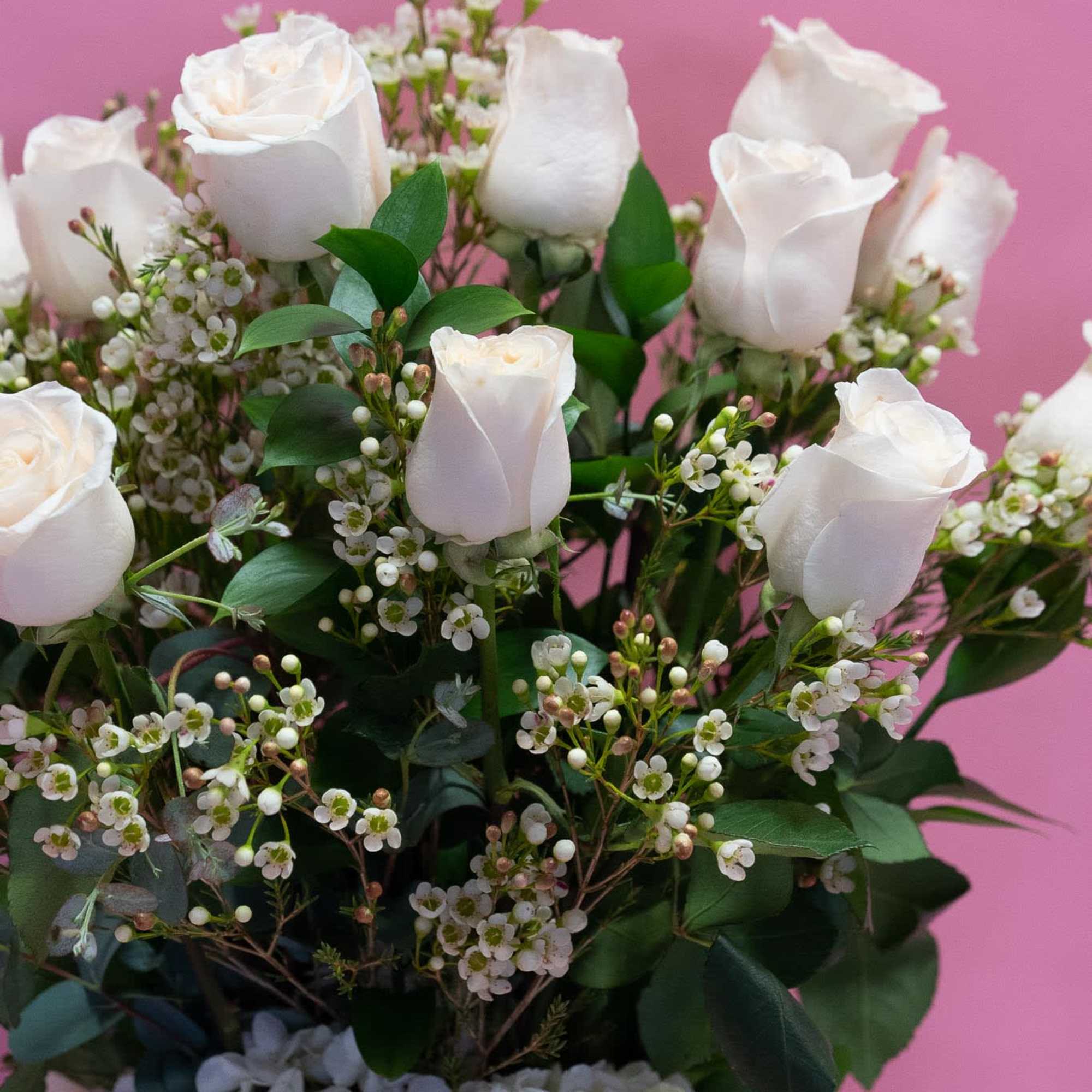 Bouquet of white roses and small white filler flowers against a pink background