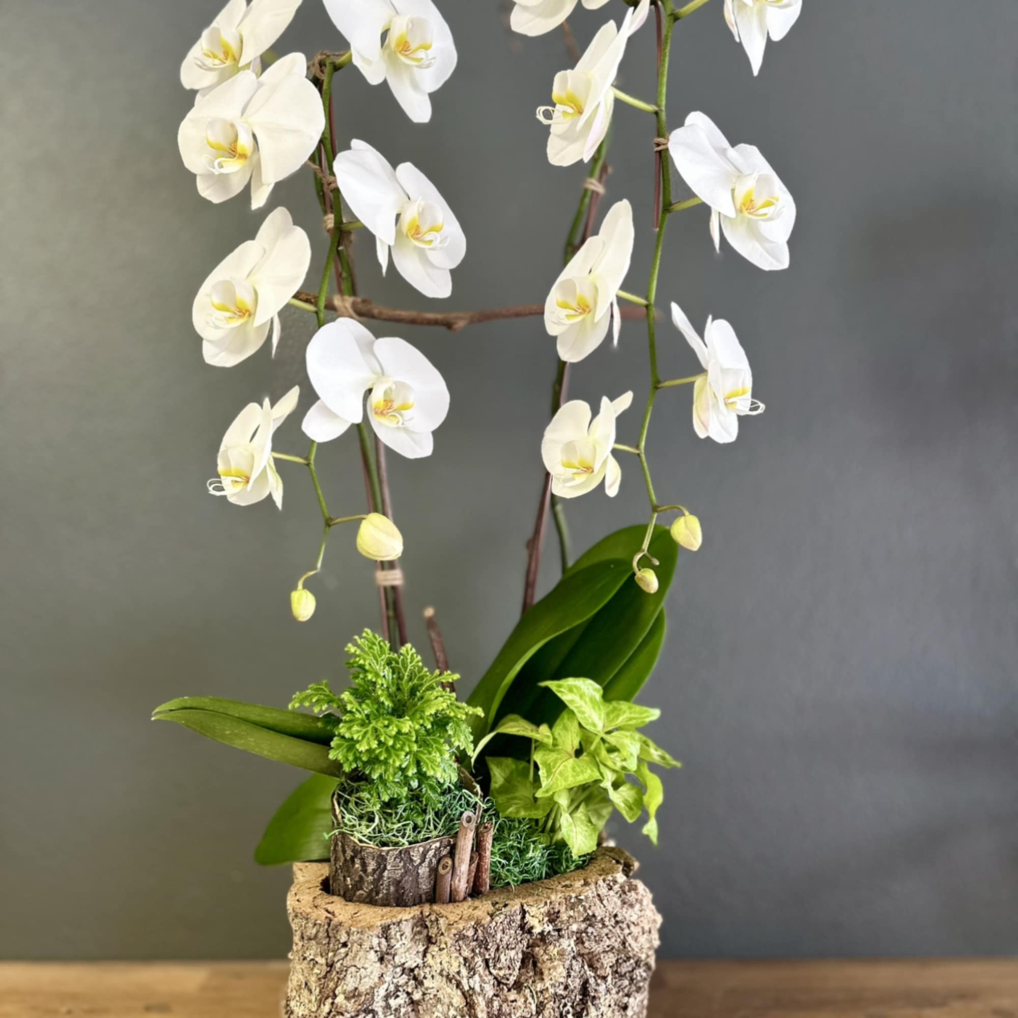 White orchid arrangement in a bark-textured planter