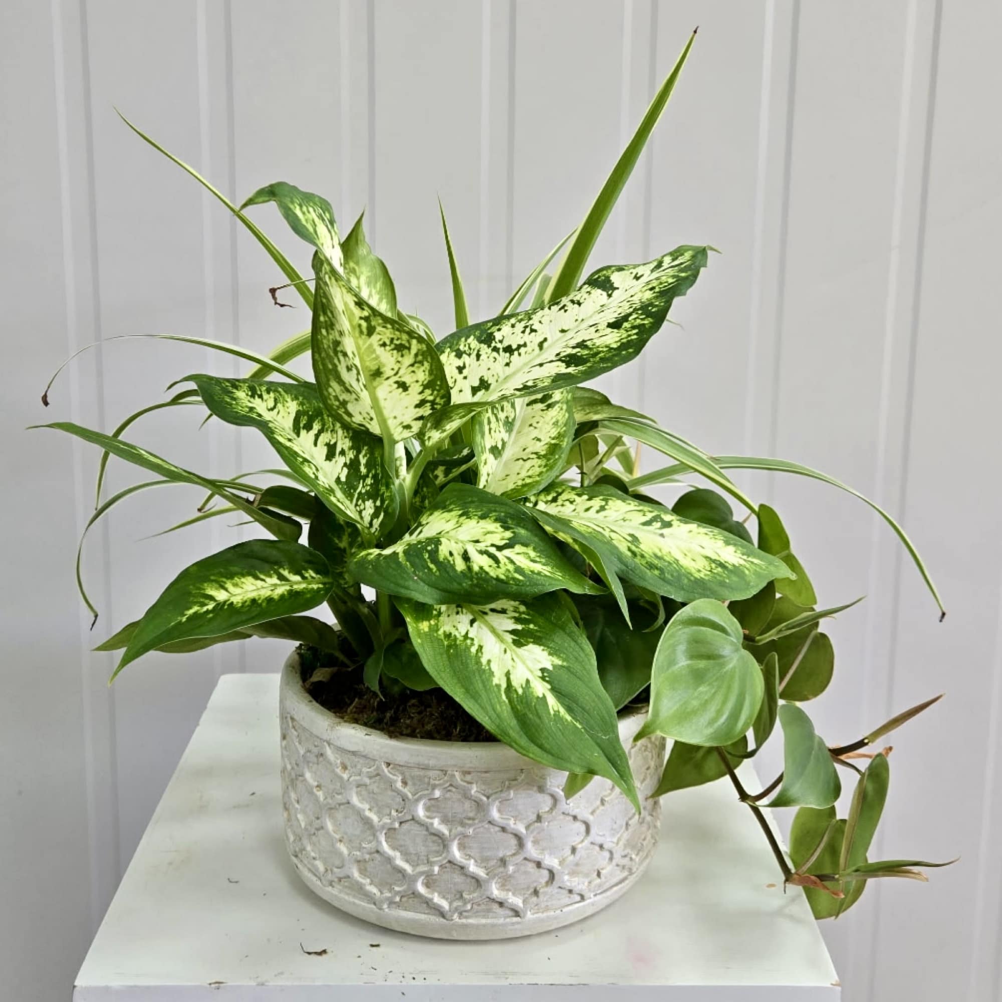 Potted green houseplant with variegated leaves in a textured white planter