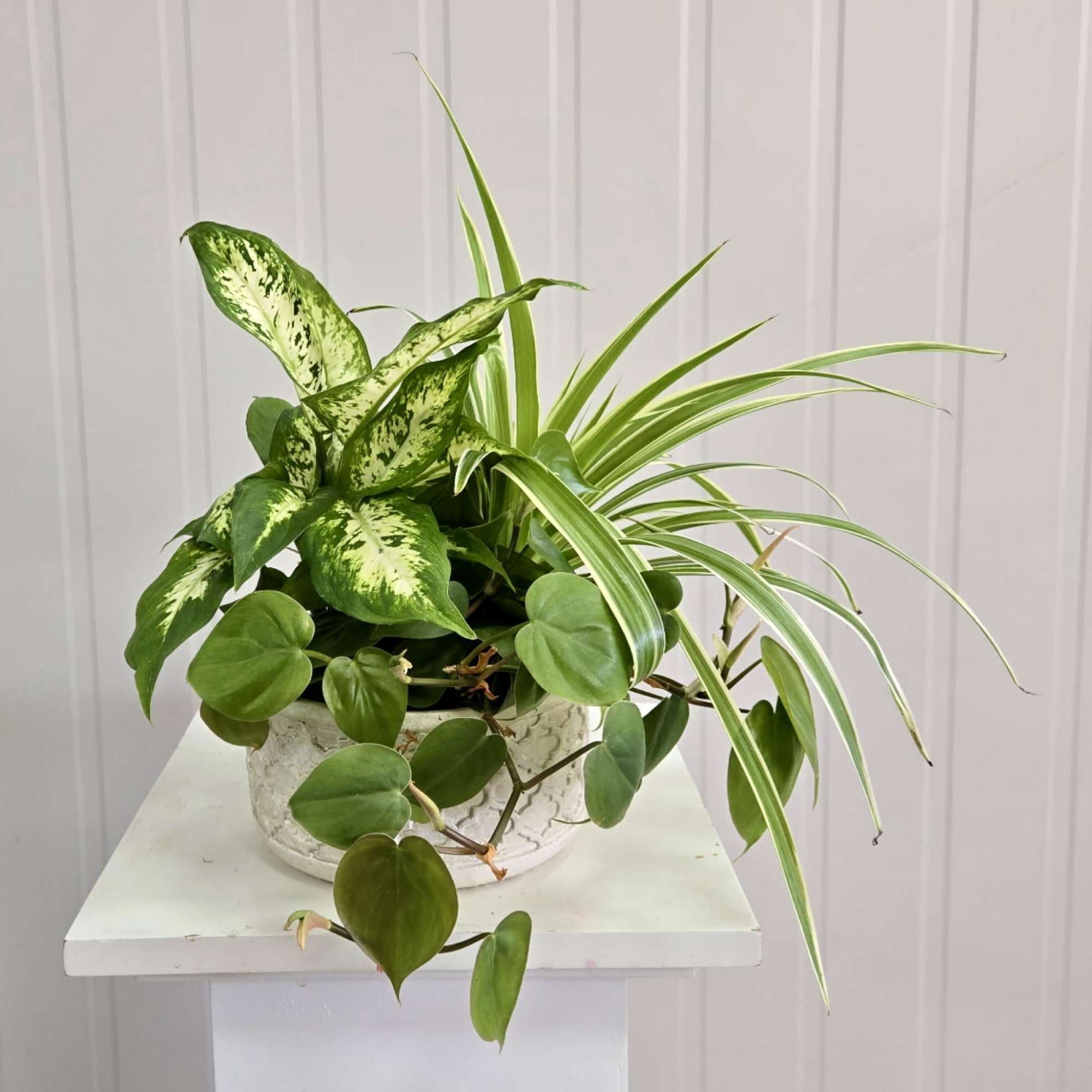 Mixed green houseplants in a white textured pot