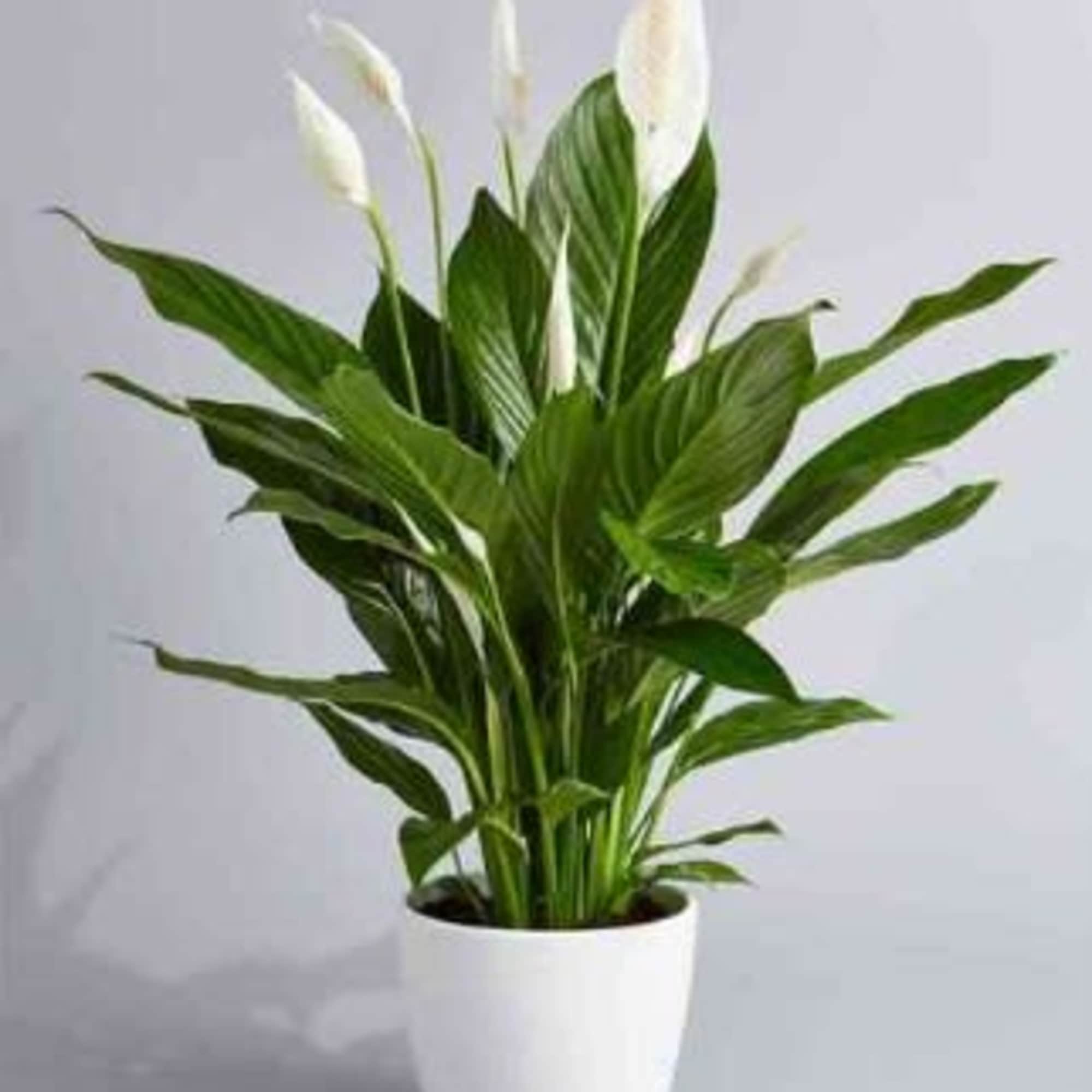 Potted peace lily plant with white blooms in a white container