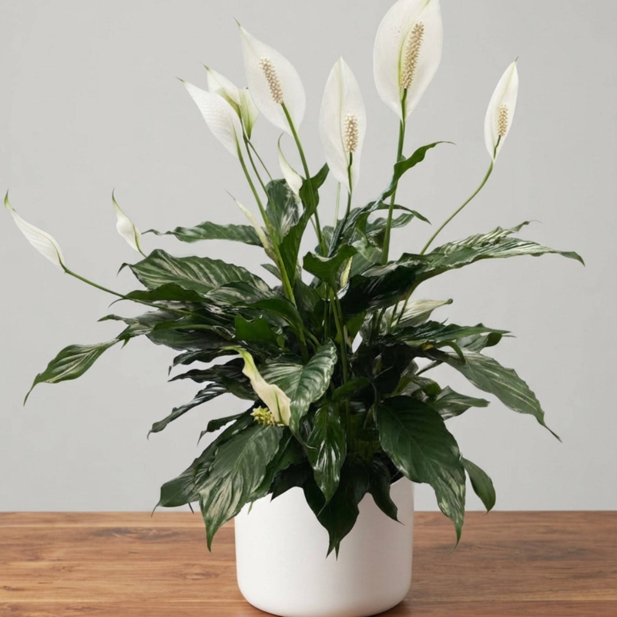 White peace lilies in a white pot on a wooden table