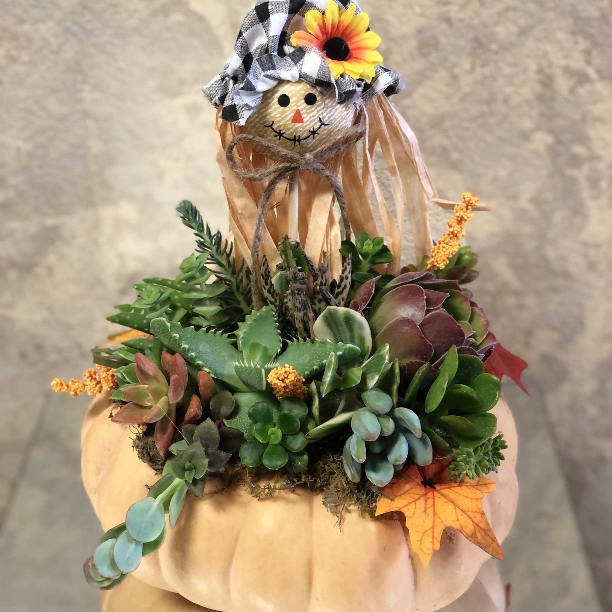 This Scarecrow pumpkin dish includes living succulents in a real pumpkin. Place, photo 2 of 2