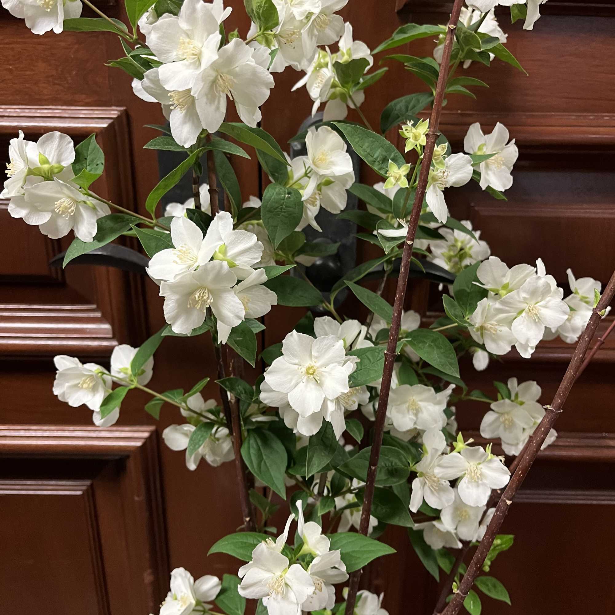 Our sweet mock orange plant comes in a large white ceramic pot, photo 2 of 2