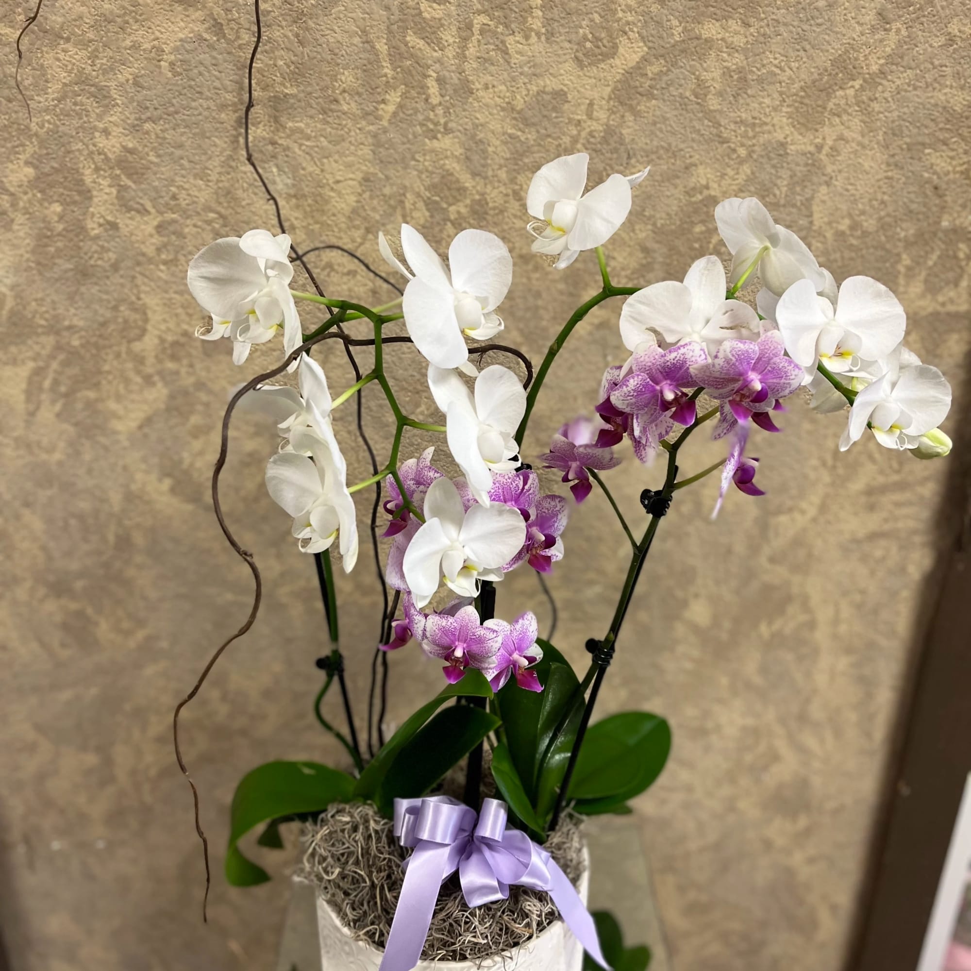 Two colors Double Stem Phalaenopsis Orchid Plant in a white planter with, photo 2 of 2