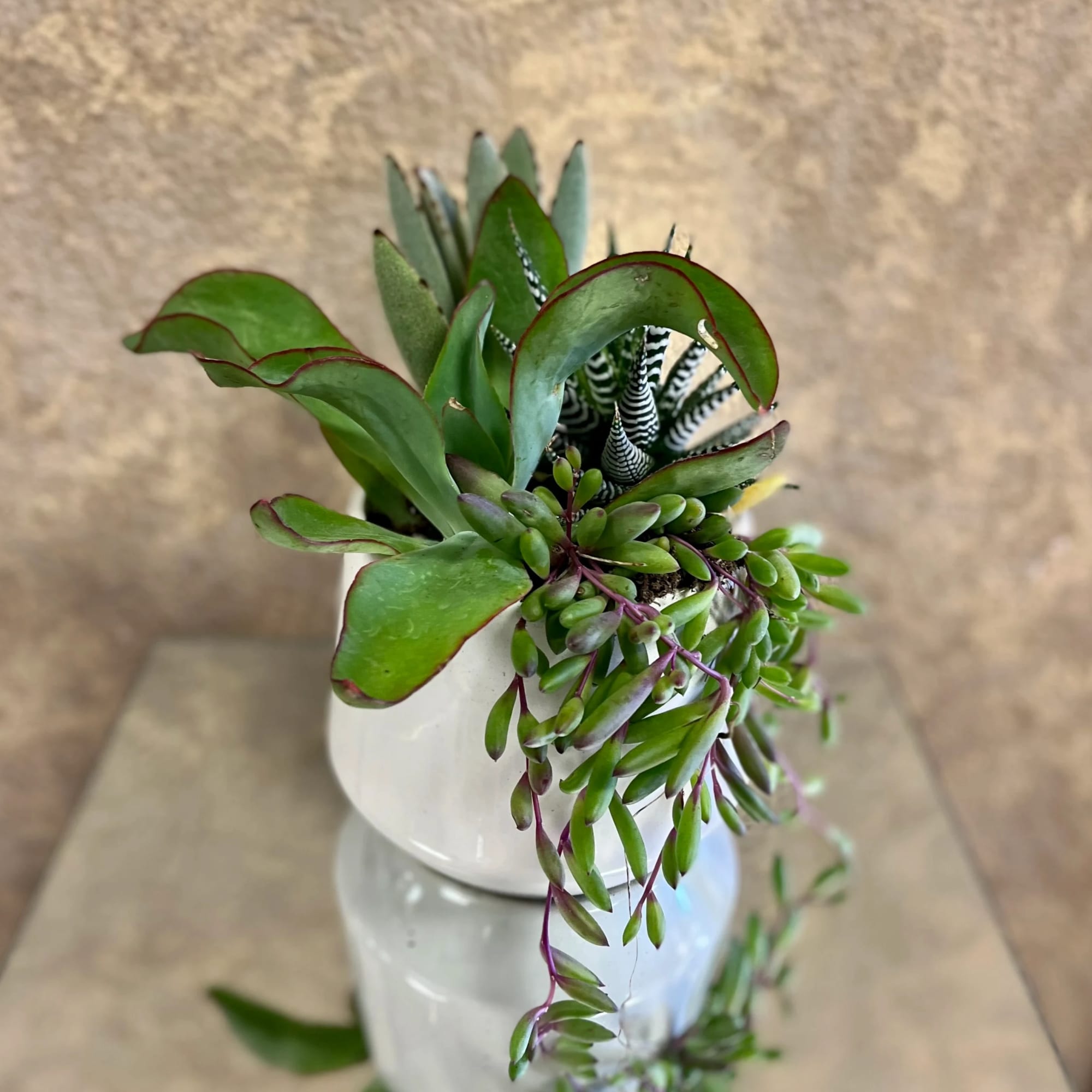 Gift someone with this easy-to-grow succulent dish! This succulent dish comes with