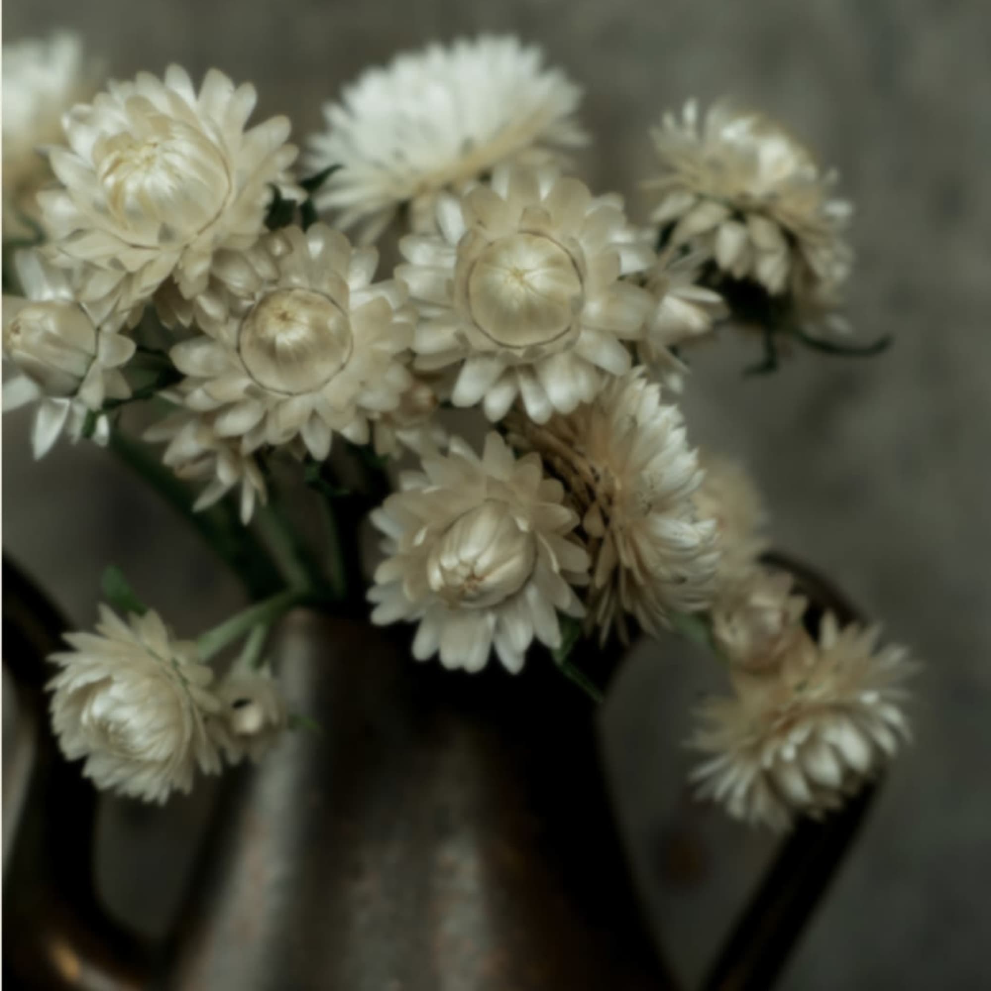 Cream-colored flowers in a dark vase
